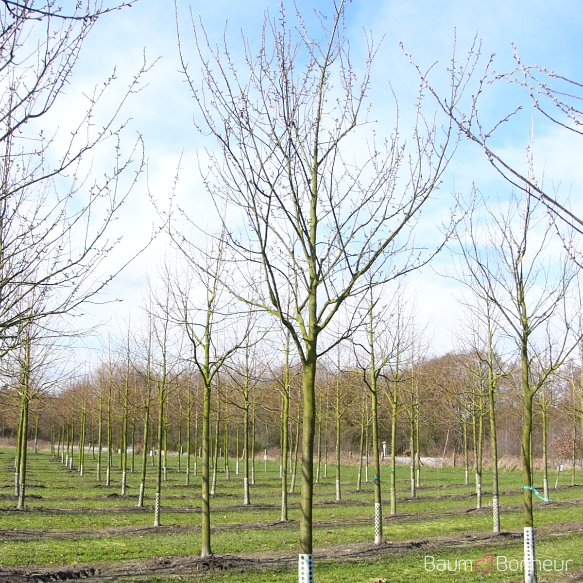 Prunus domestica 'President'
