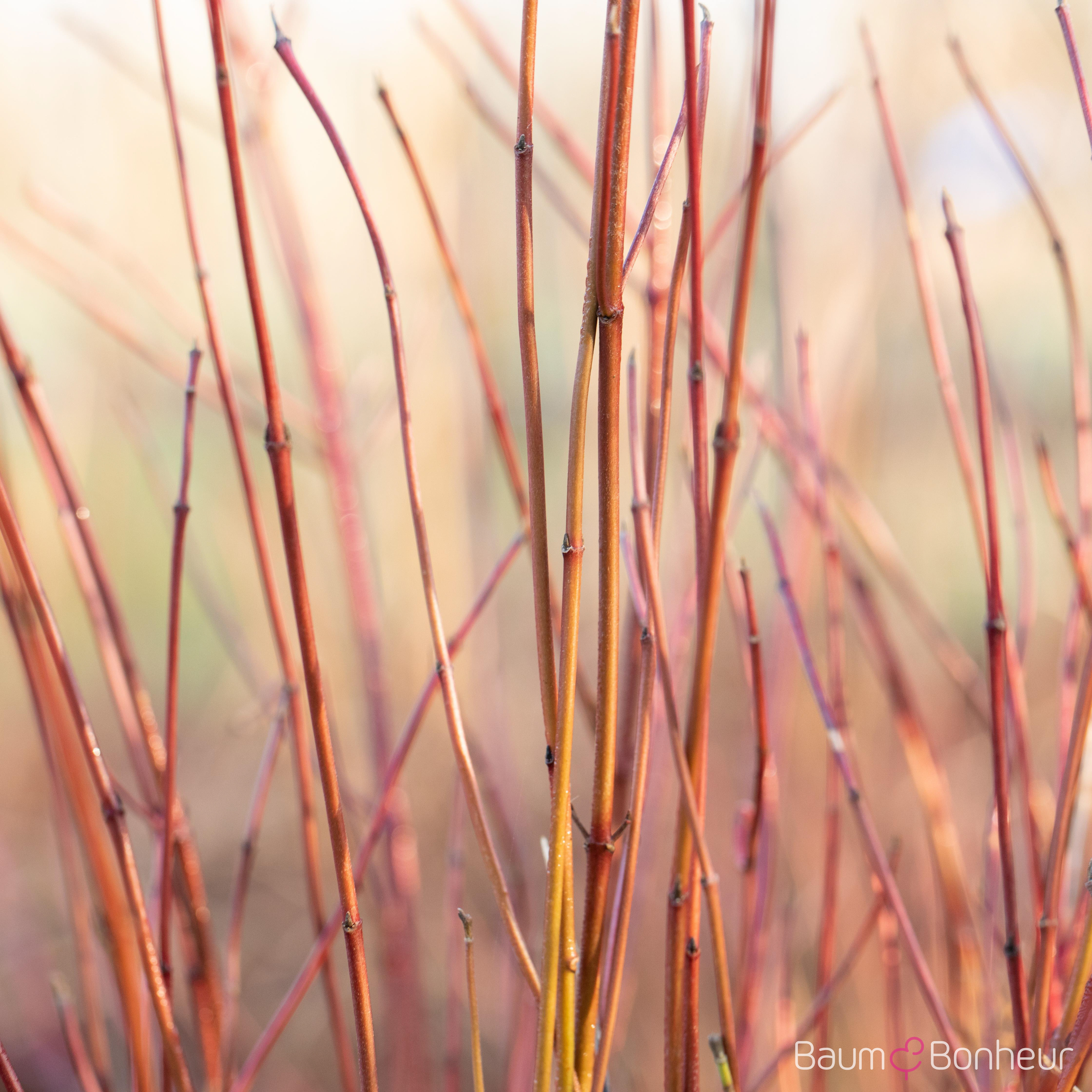 Cornus stolonifera 'Kelsey'