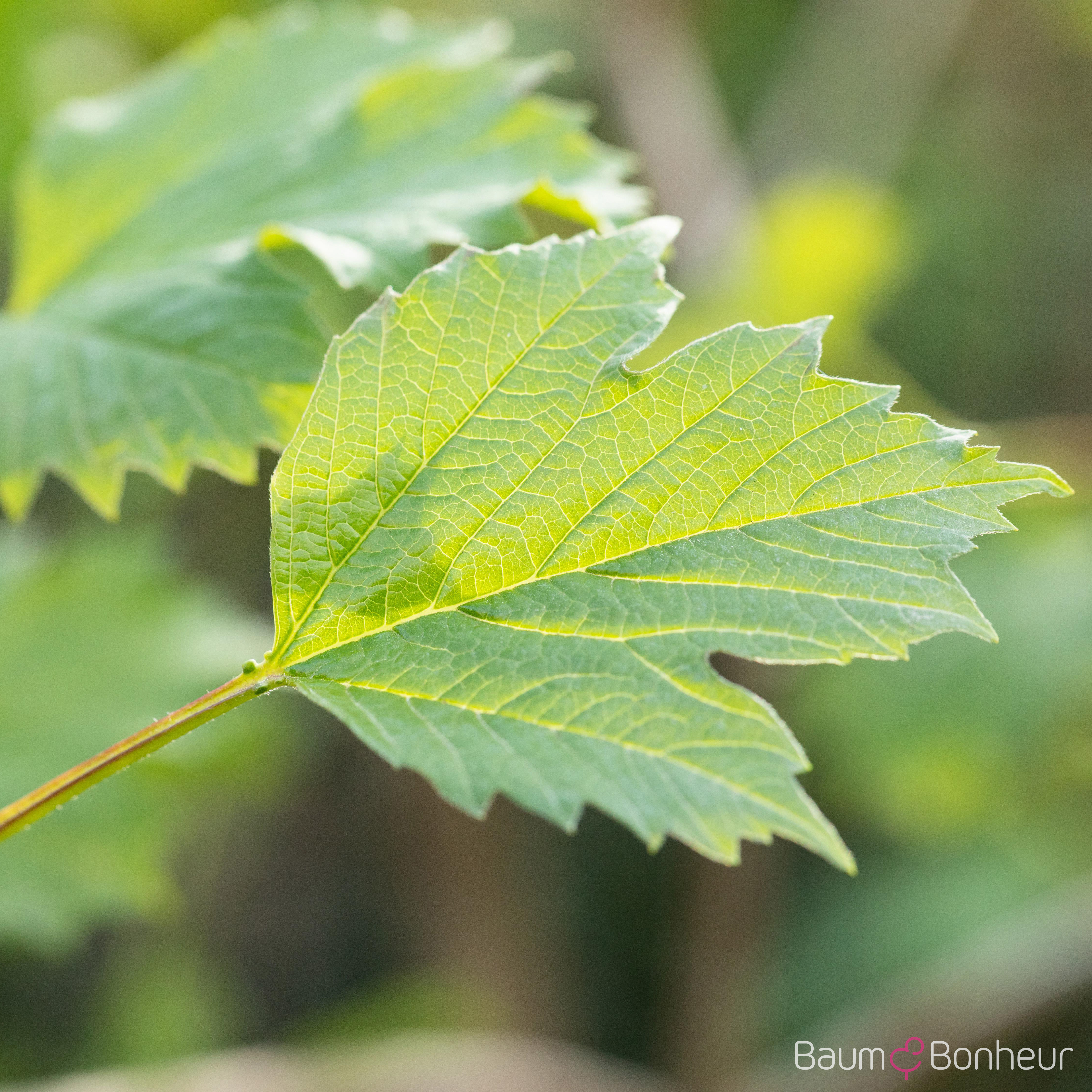 Viburnum opulus