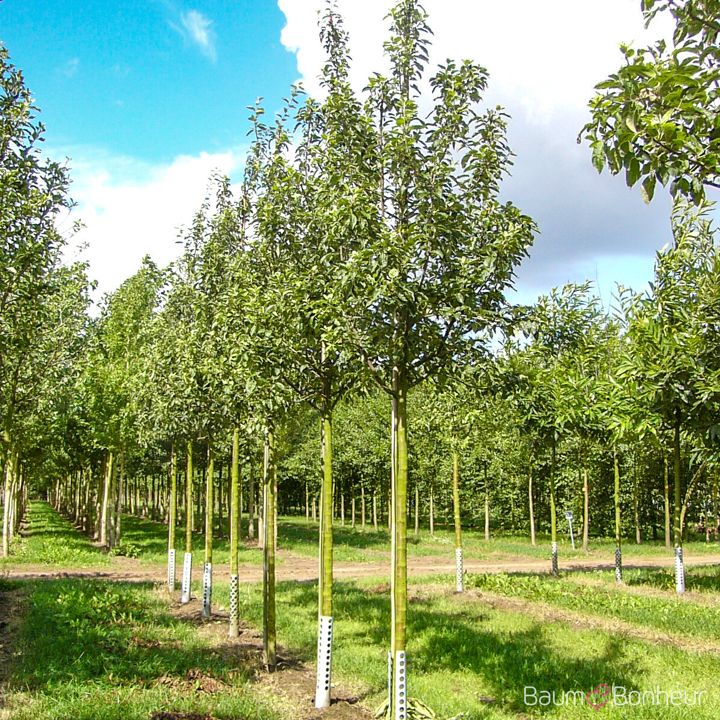 Malus 'Alkmene'