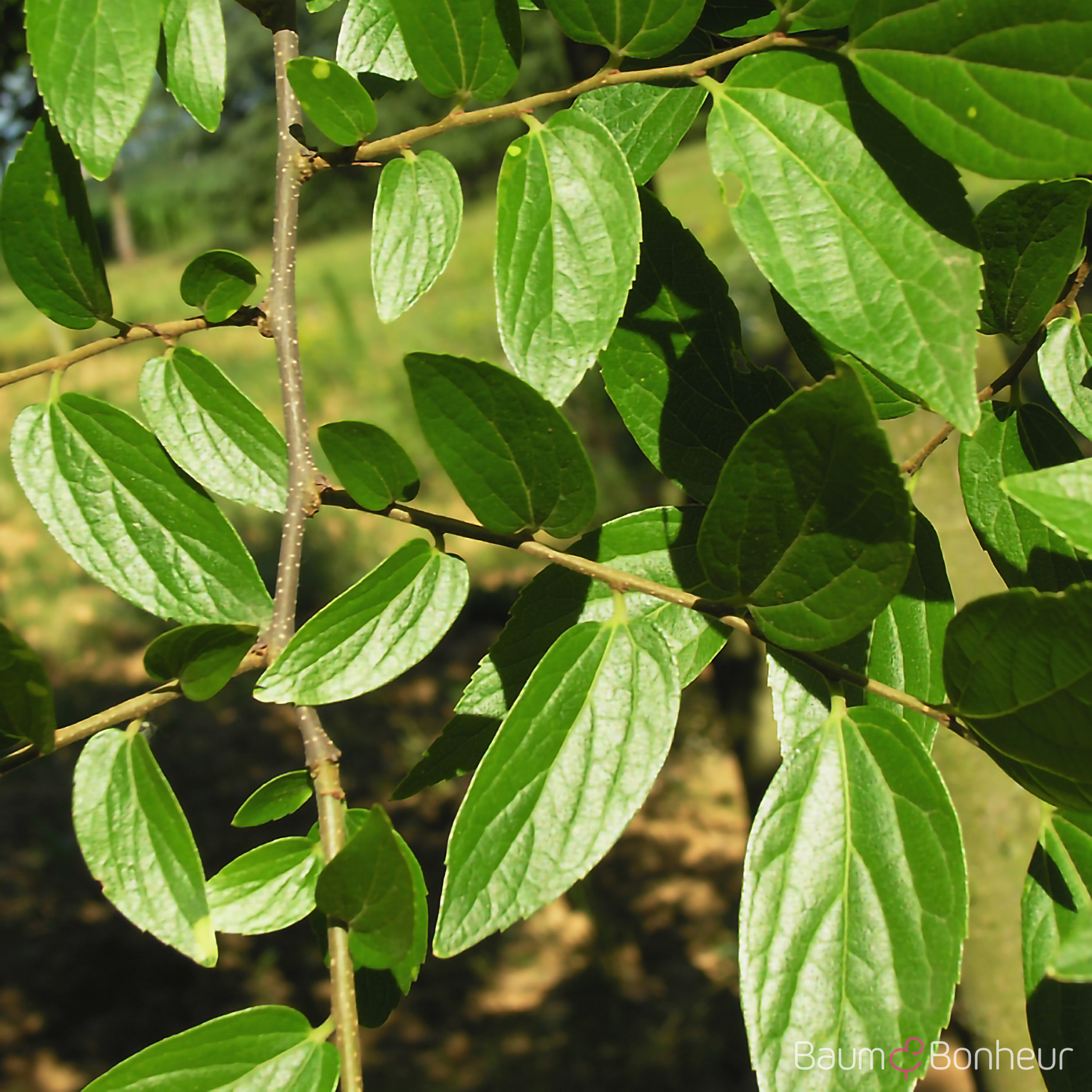 Celtis julianae