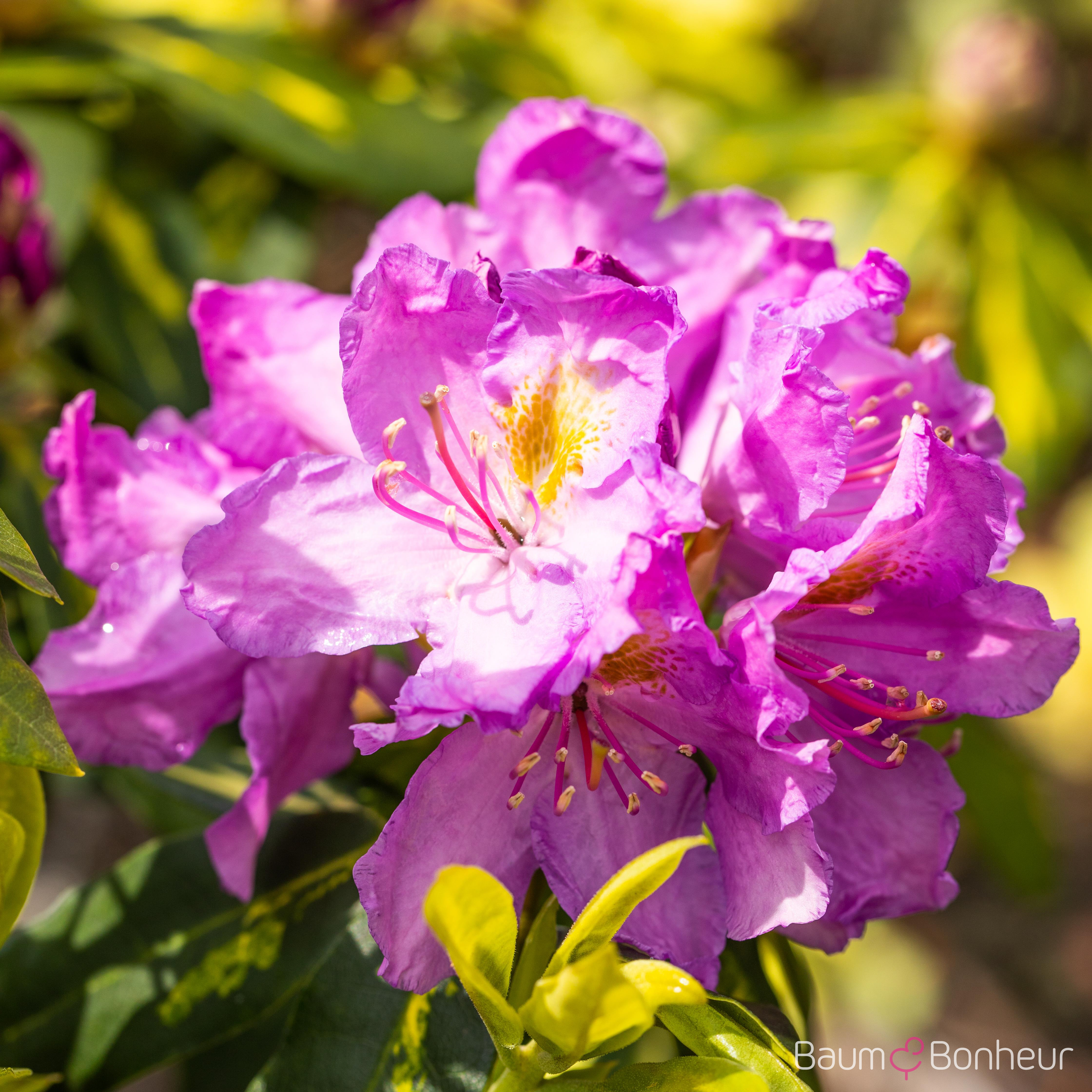 Rhododendron 'Goldflimmer'