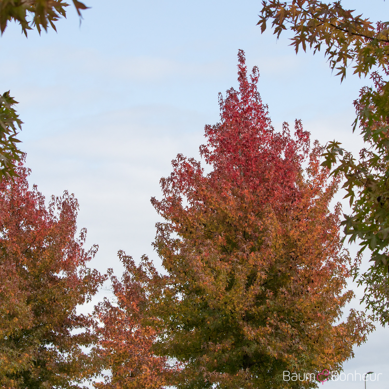 Liquidambar styraciflua 'Worplesdon'
