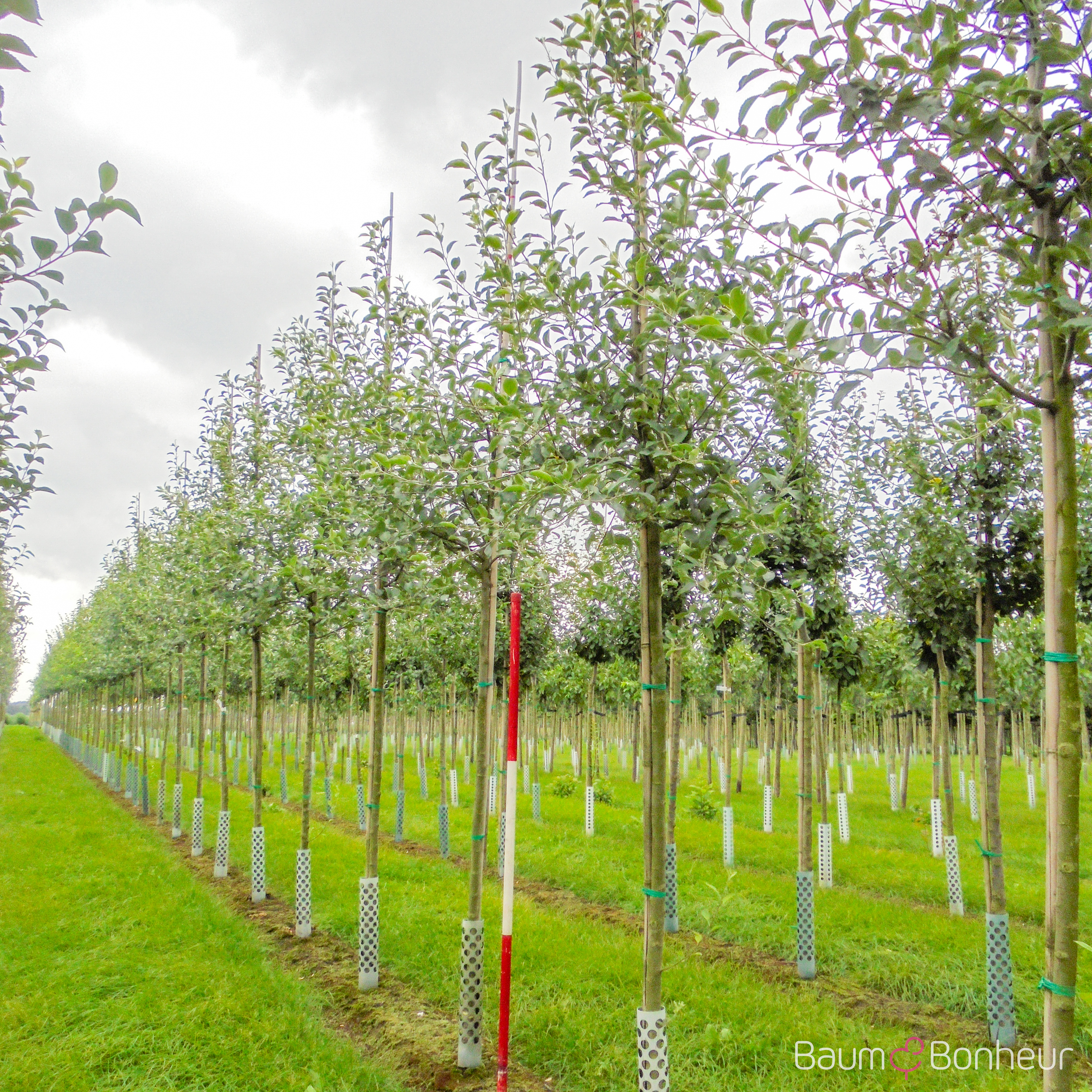 Malus 'Jonathan'