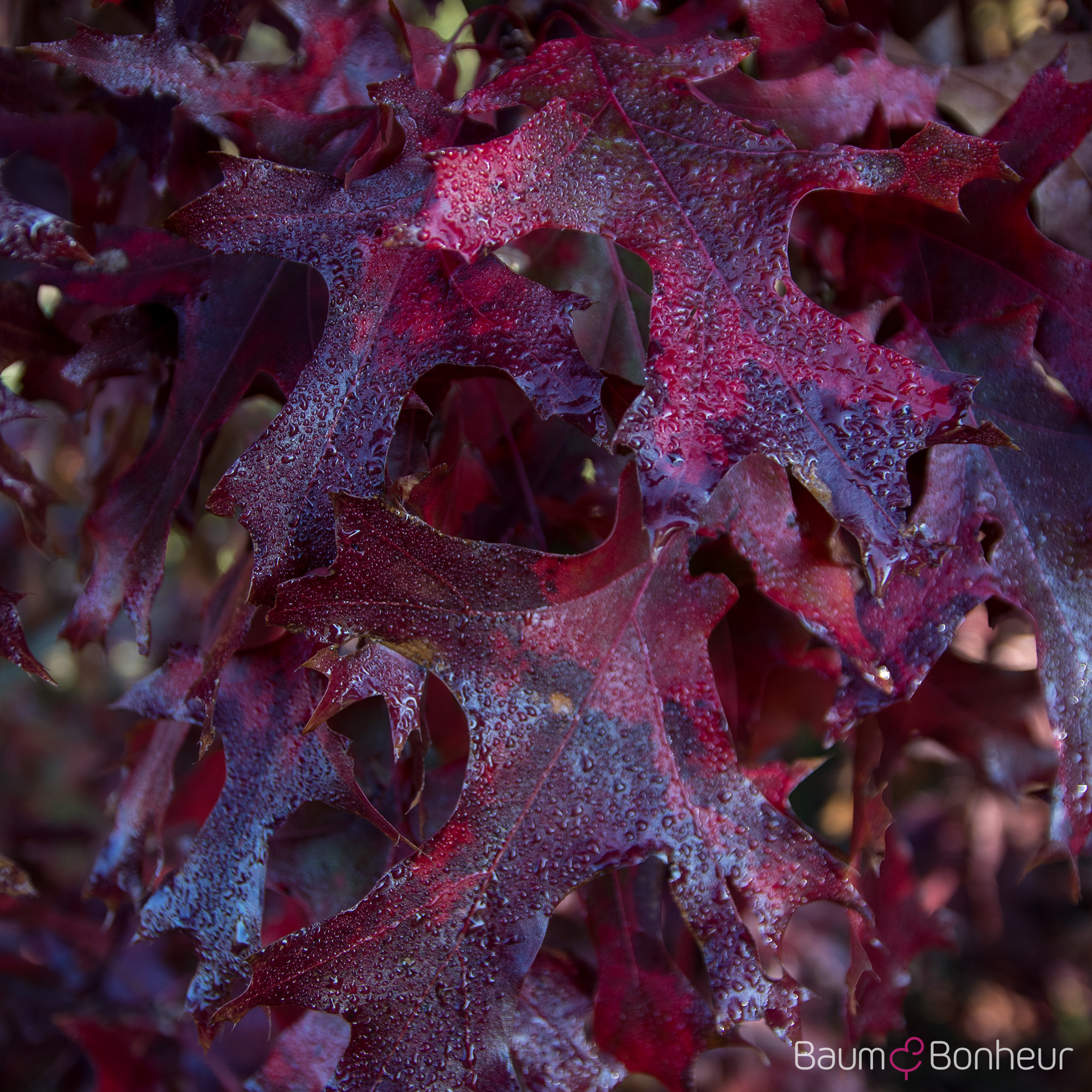 Quercus coccinea 'Splendens'