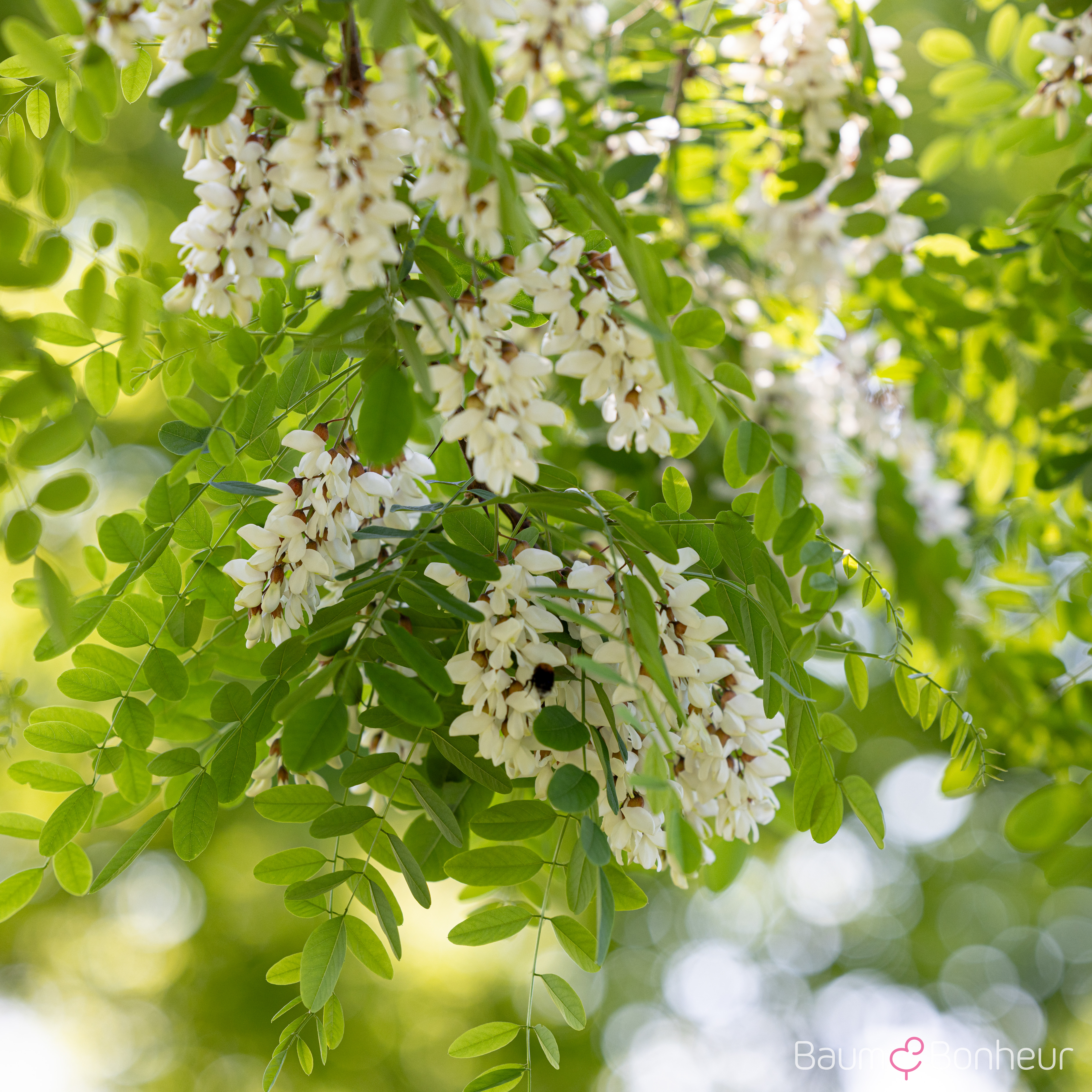 Robinia pseudoacacia 'Nyirségí'