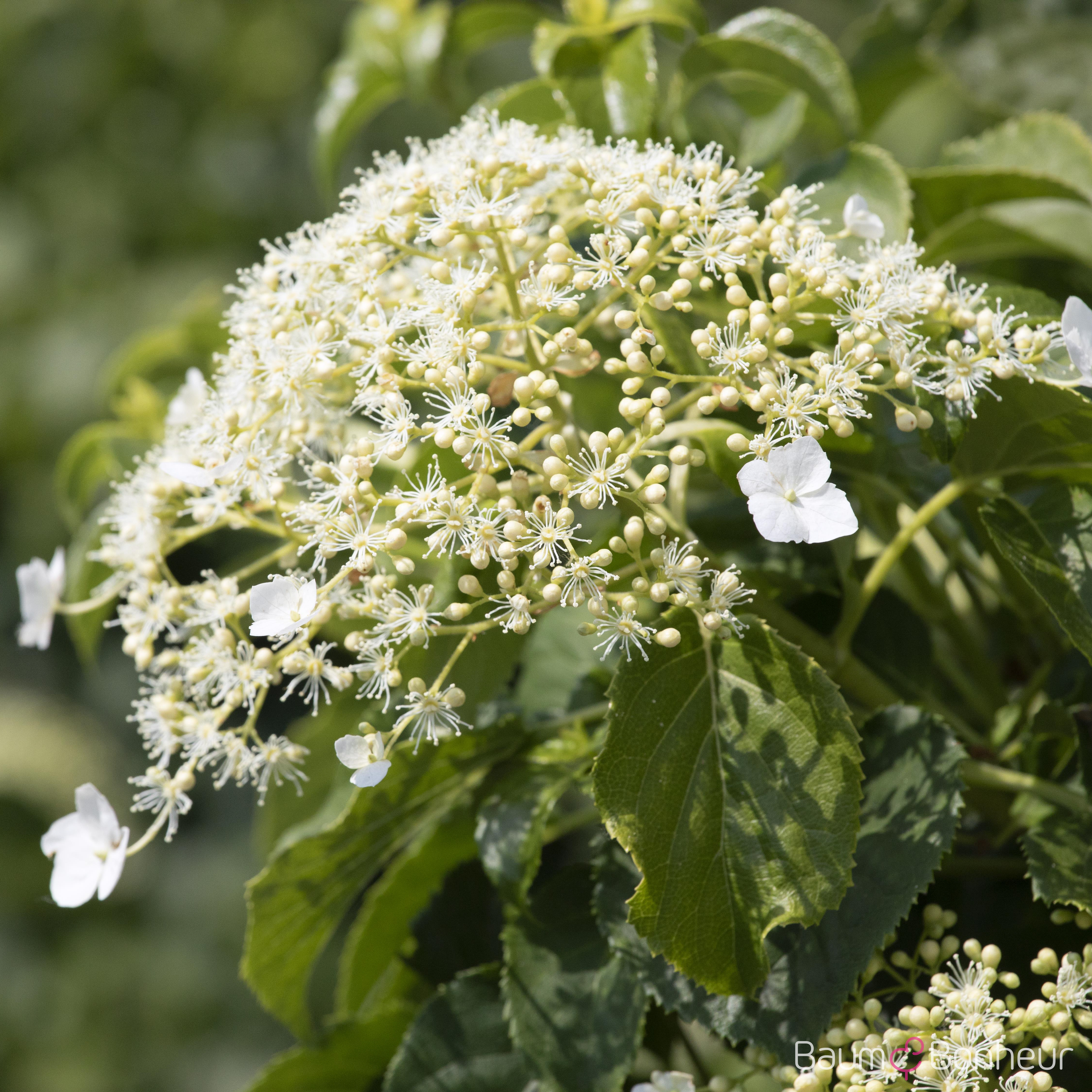 Hydrangea petiolaris