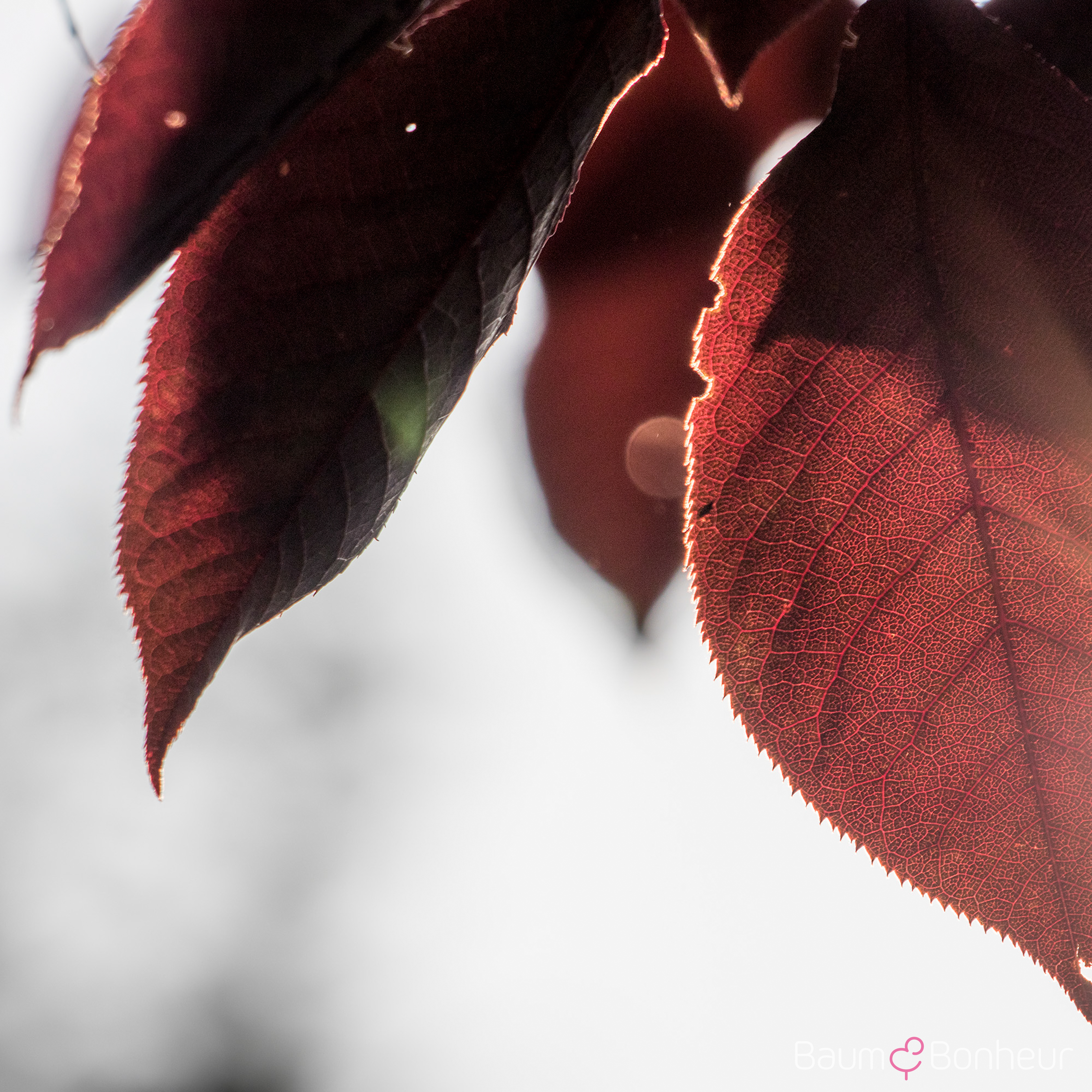 Prunus virginiana 'Canada Red'