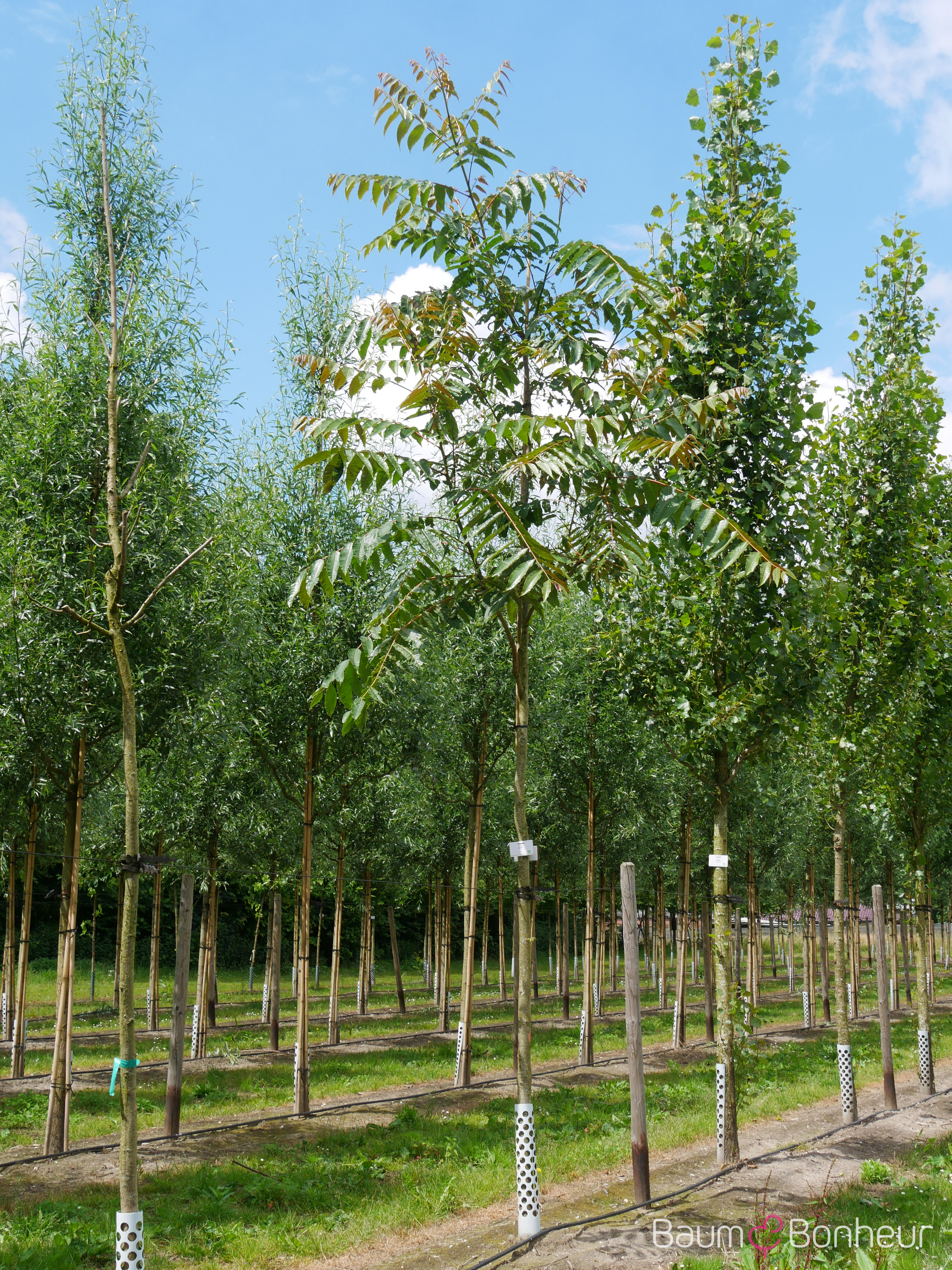 Toona sinensis