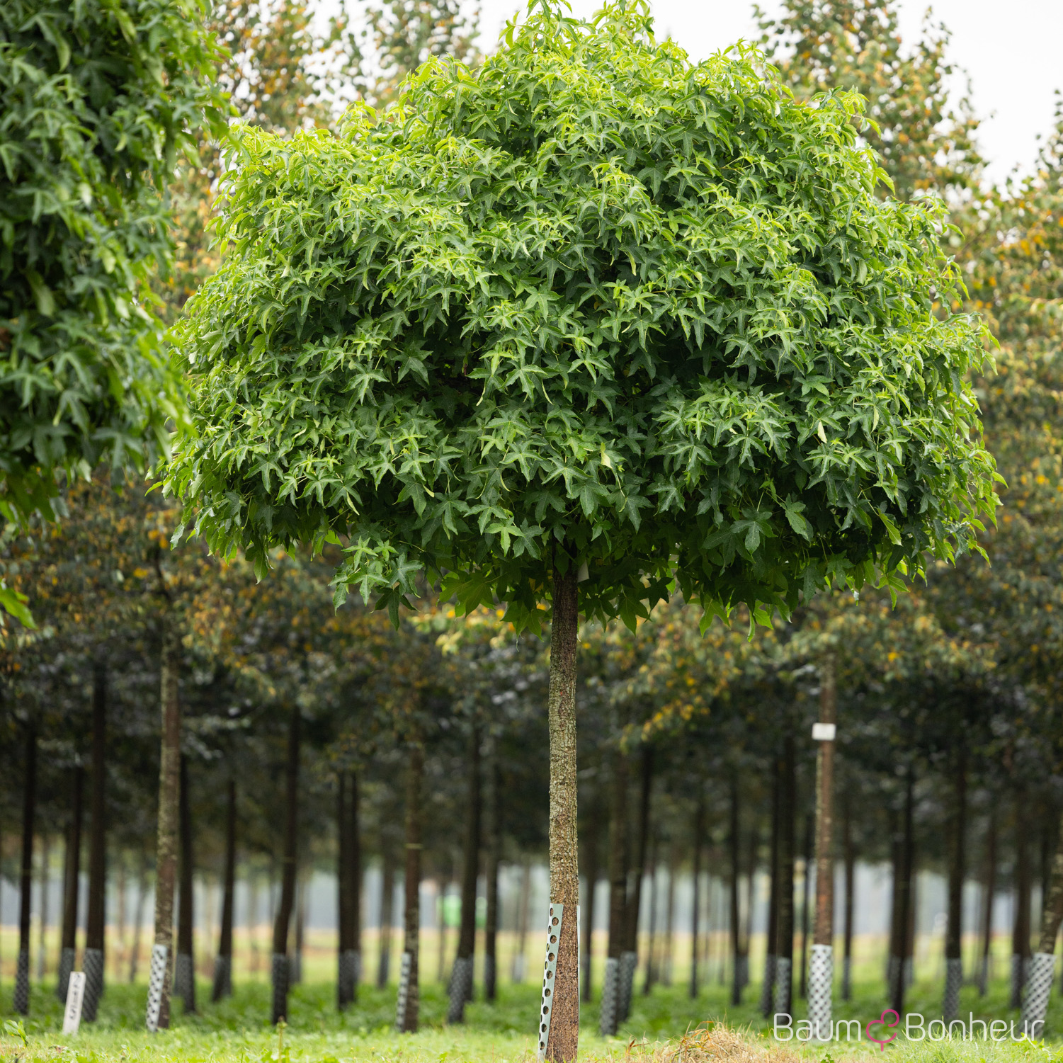 Liquidambar styraciflua 'Gumball'