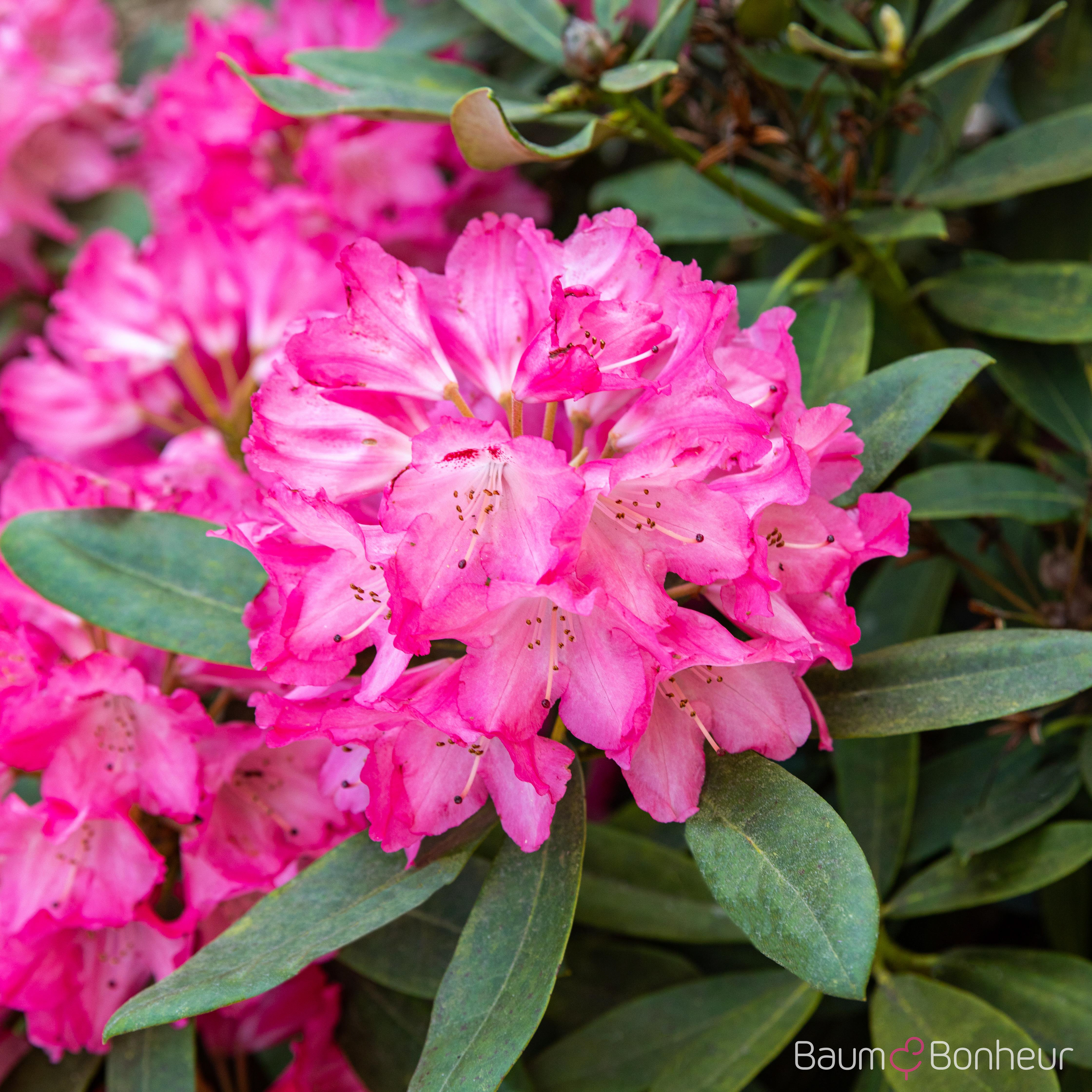 Rhododendron williamsianum  'Lissabon'