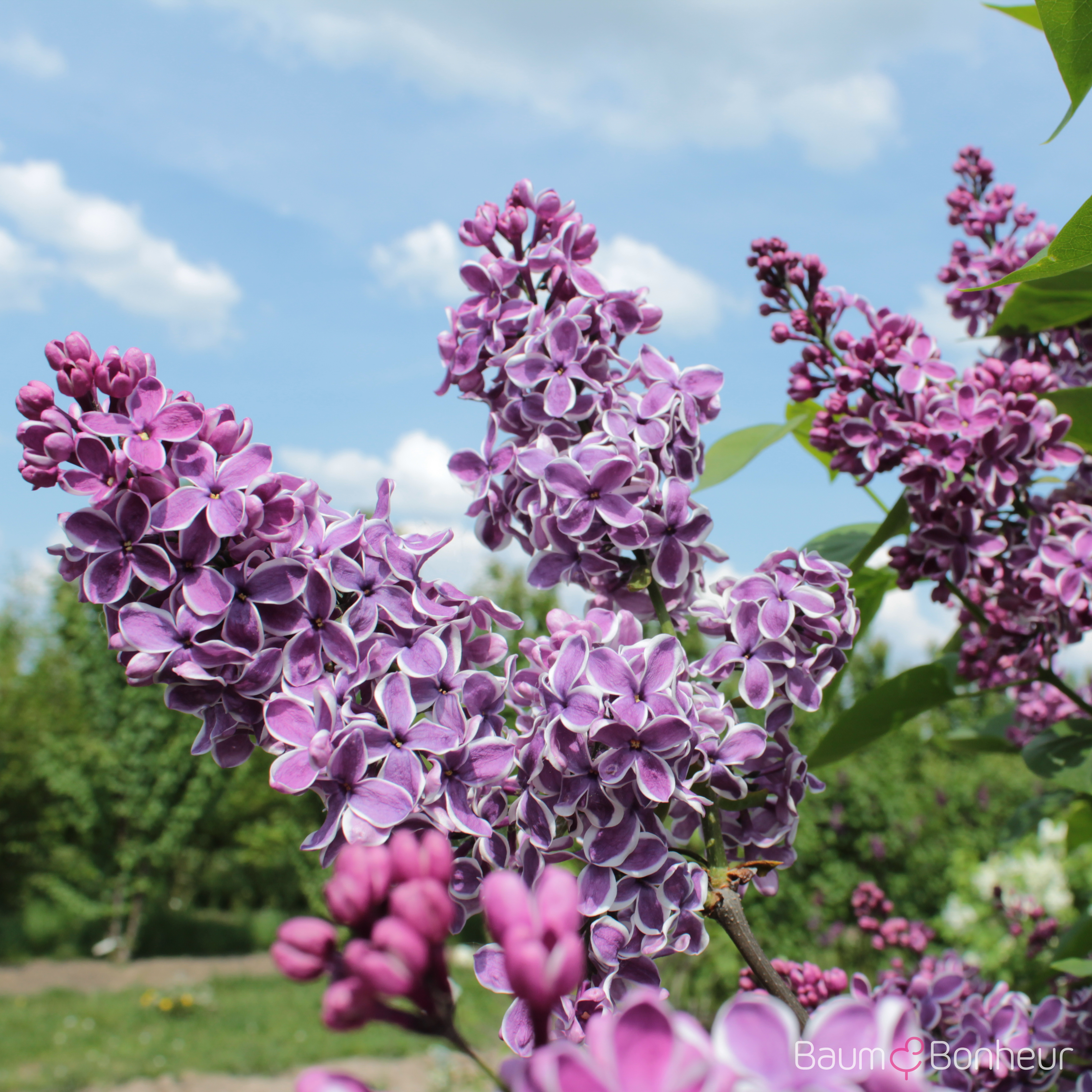 Syringa vulgaris 'Sensation'