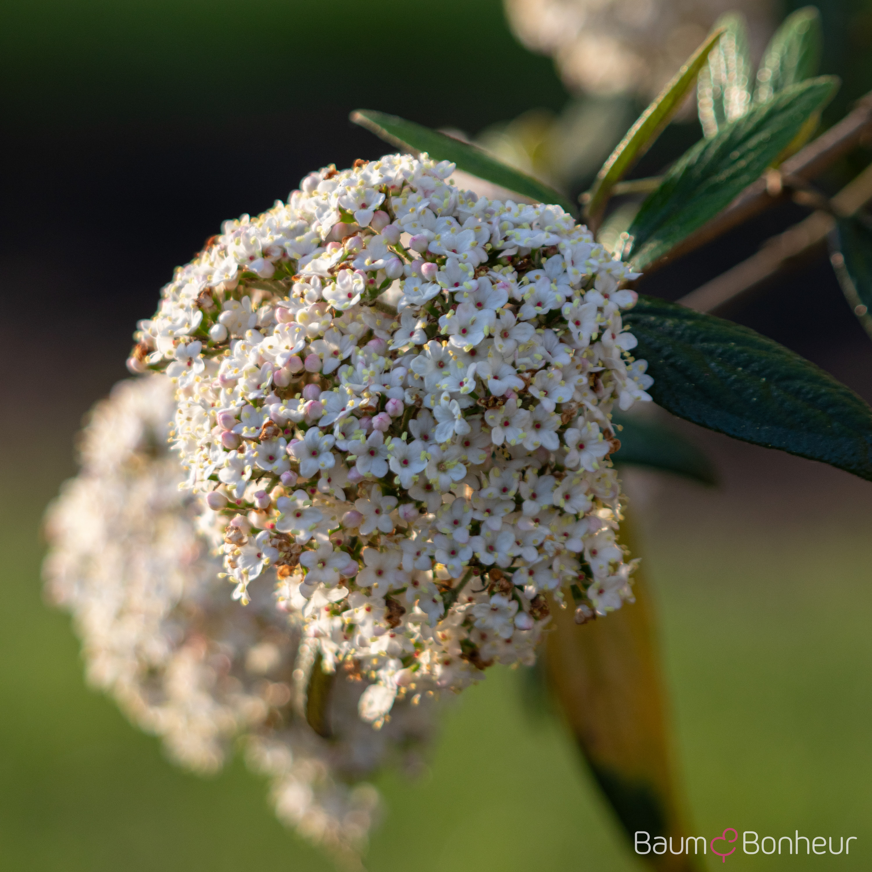 Viburnum 'Pragense'