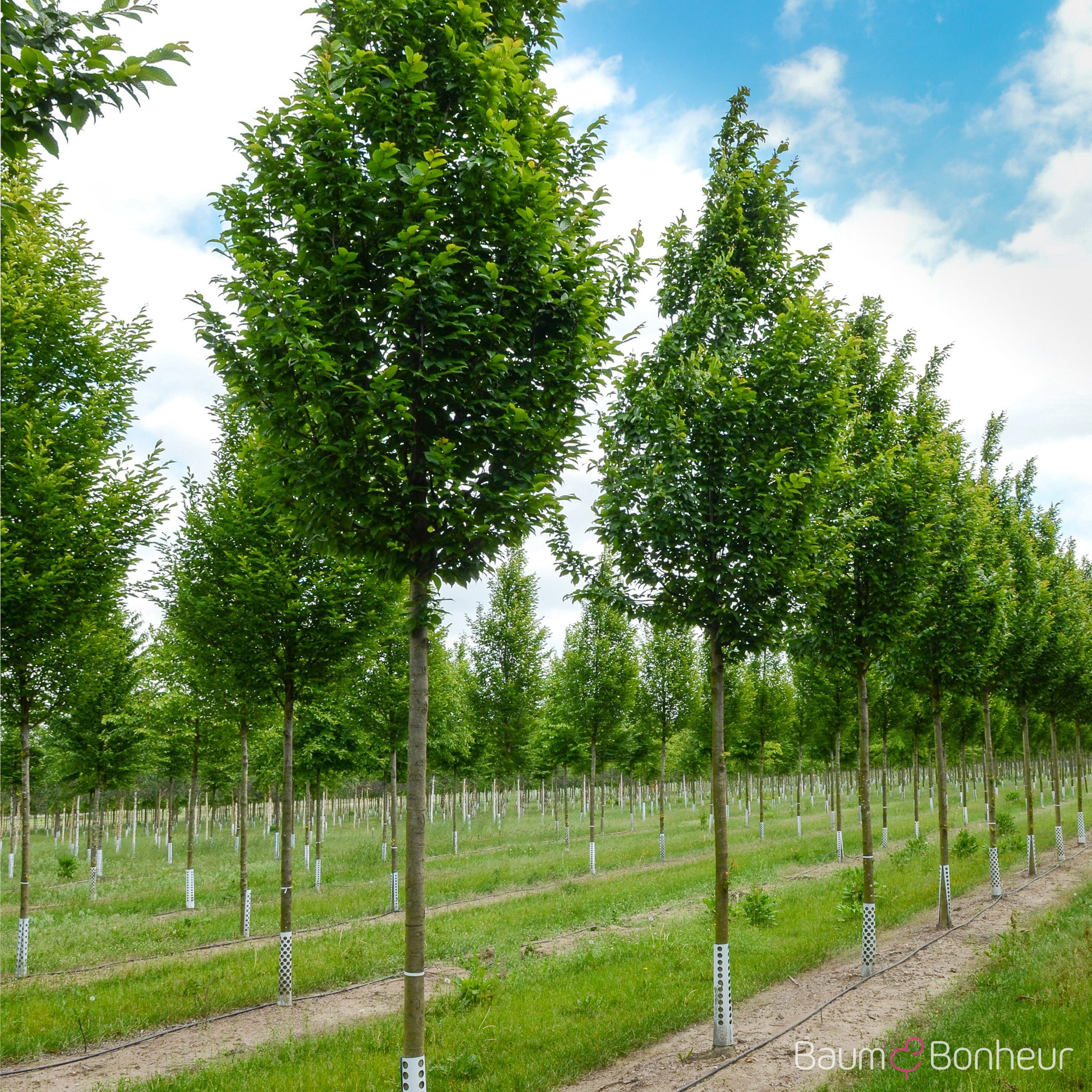 Carpinus betulus 'Lucas'
