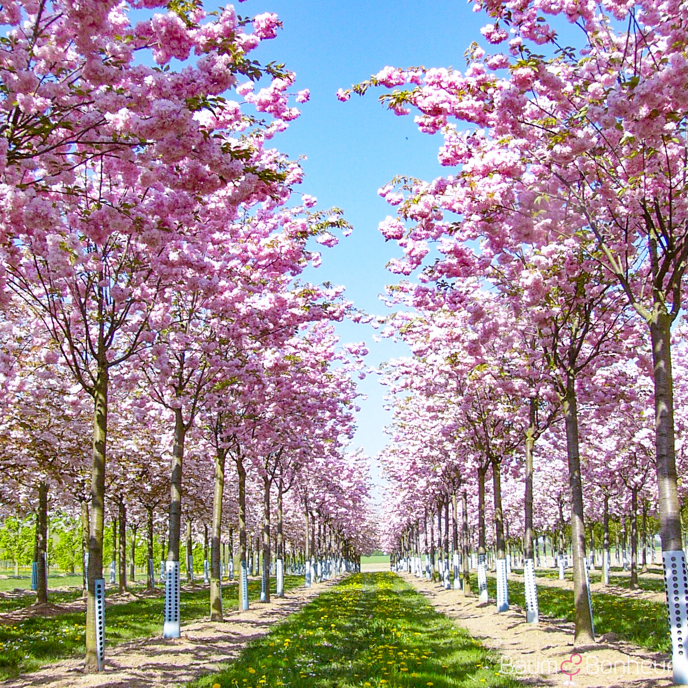 Prunus serrulata 'Pink Perfection'