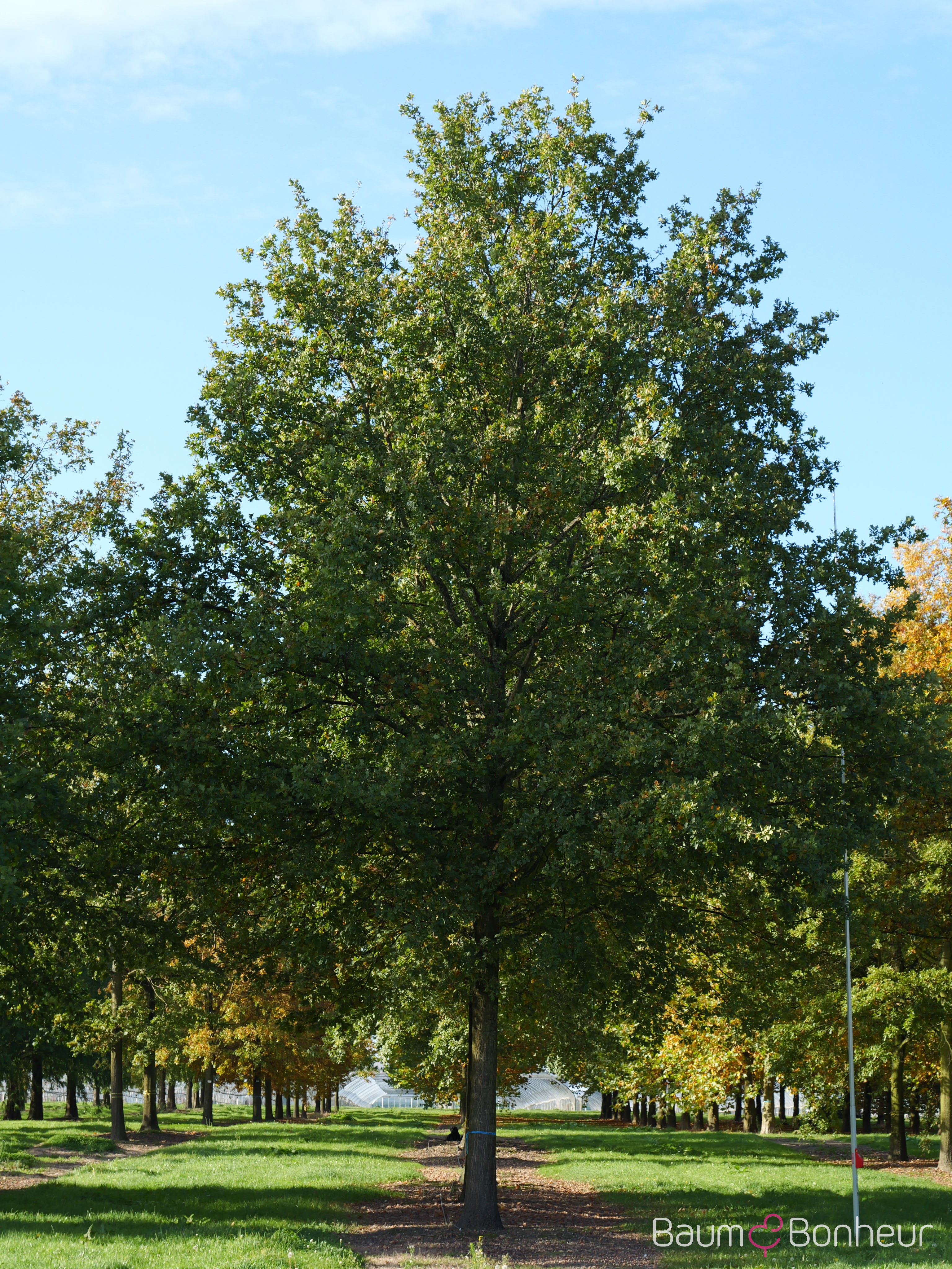 Quercus robur