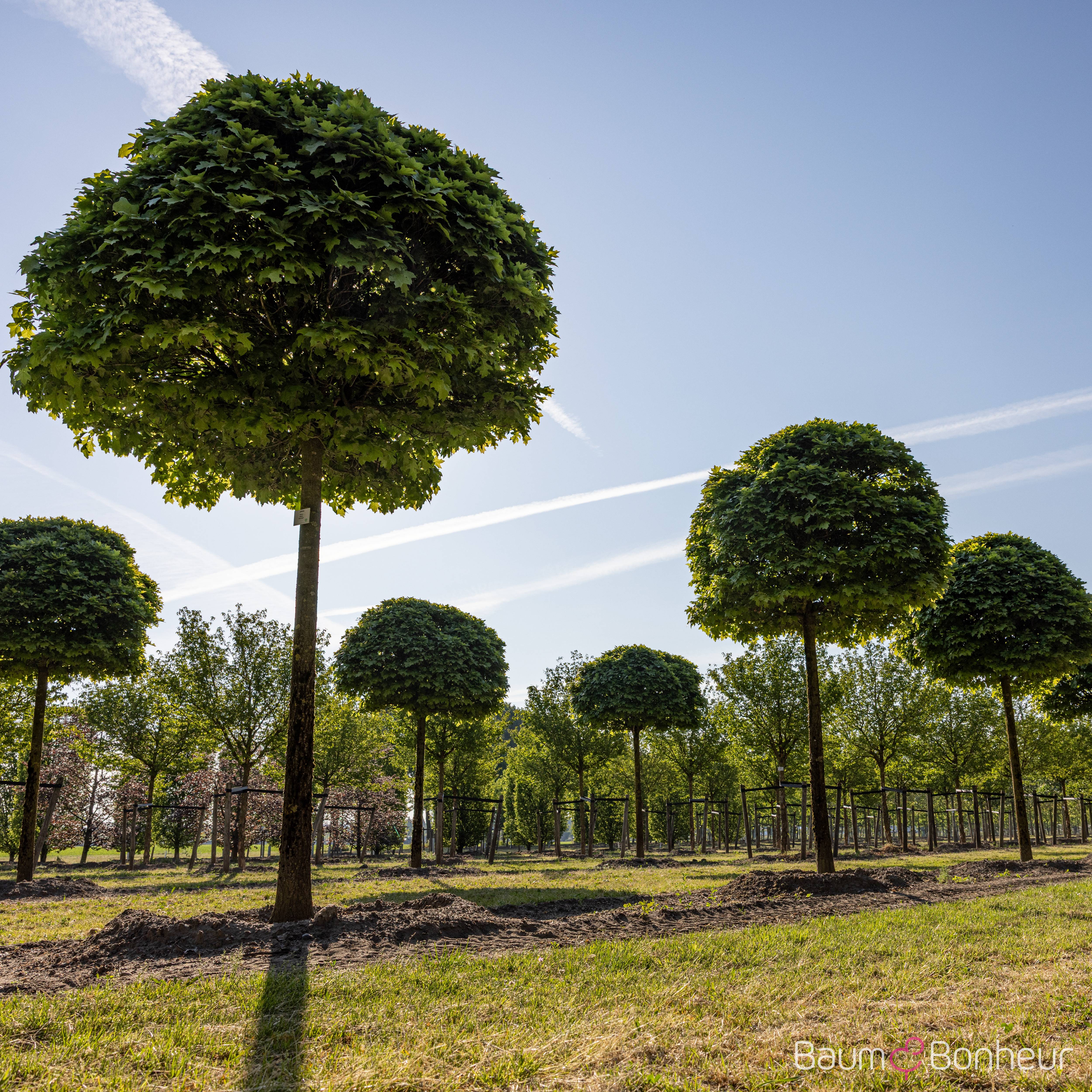 Quercus palustris 'Green Dwarf'