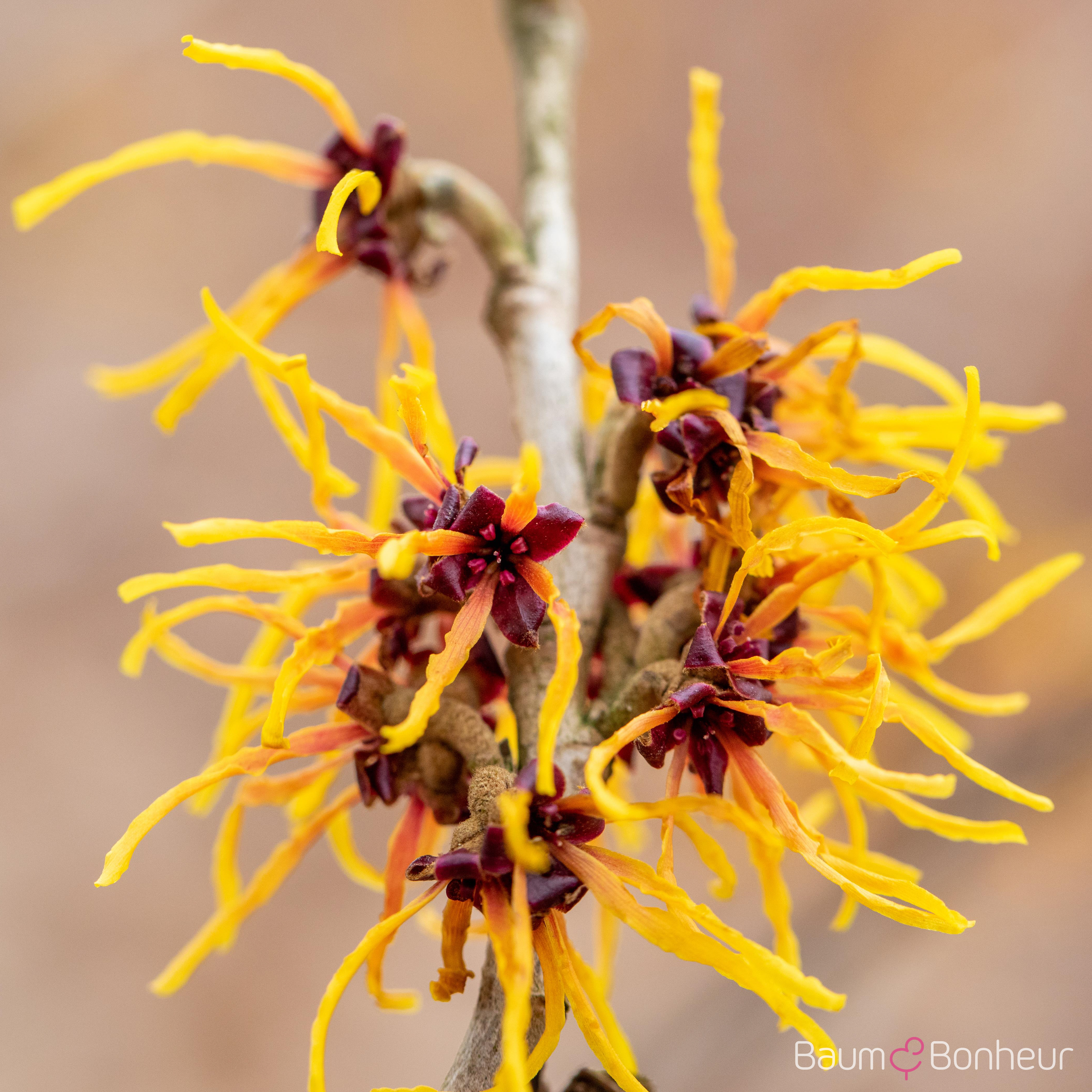 Hamamelis japonica
