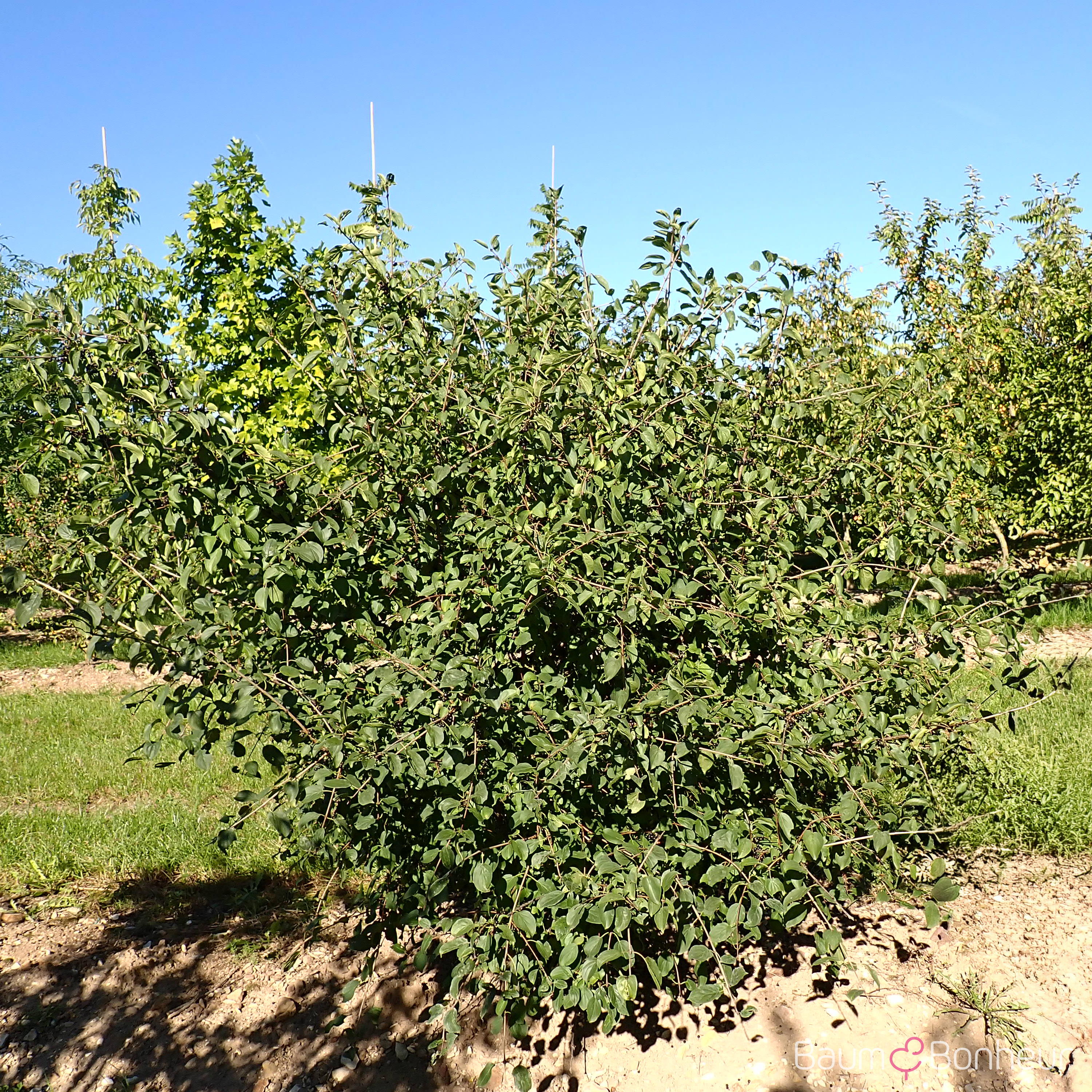 Rhamnus cathartica