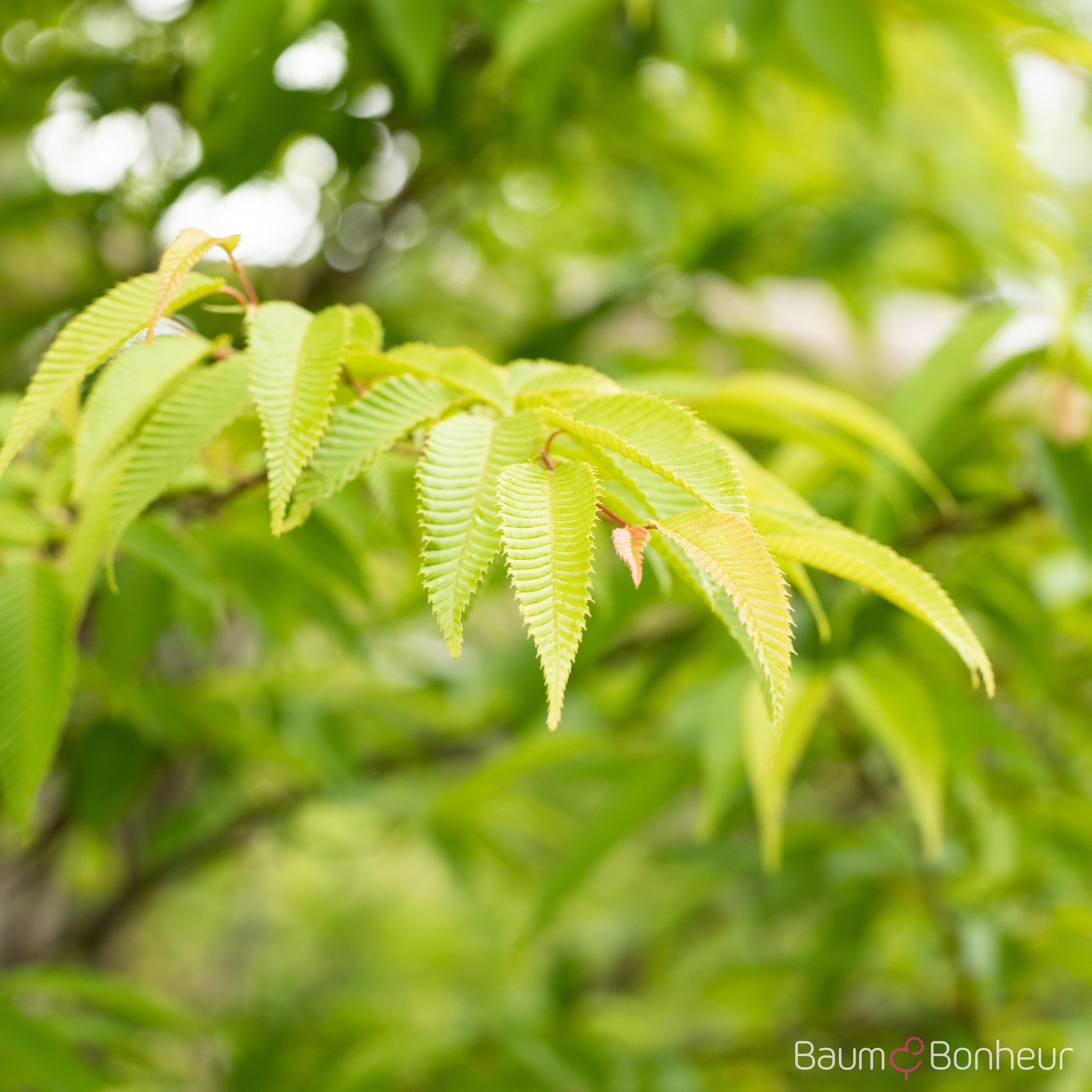 Ostrya carpinifolia