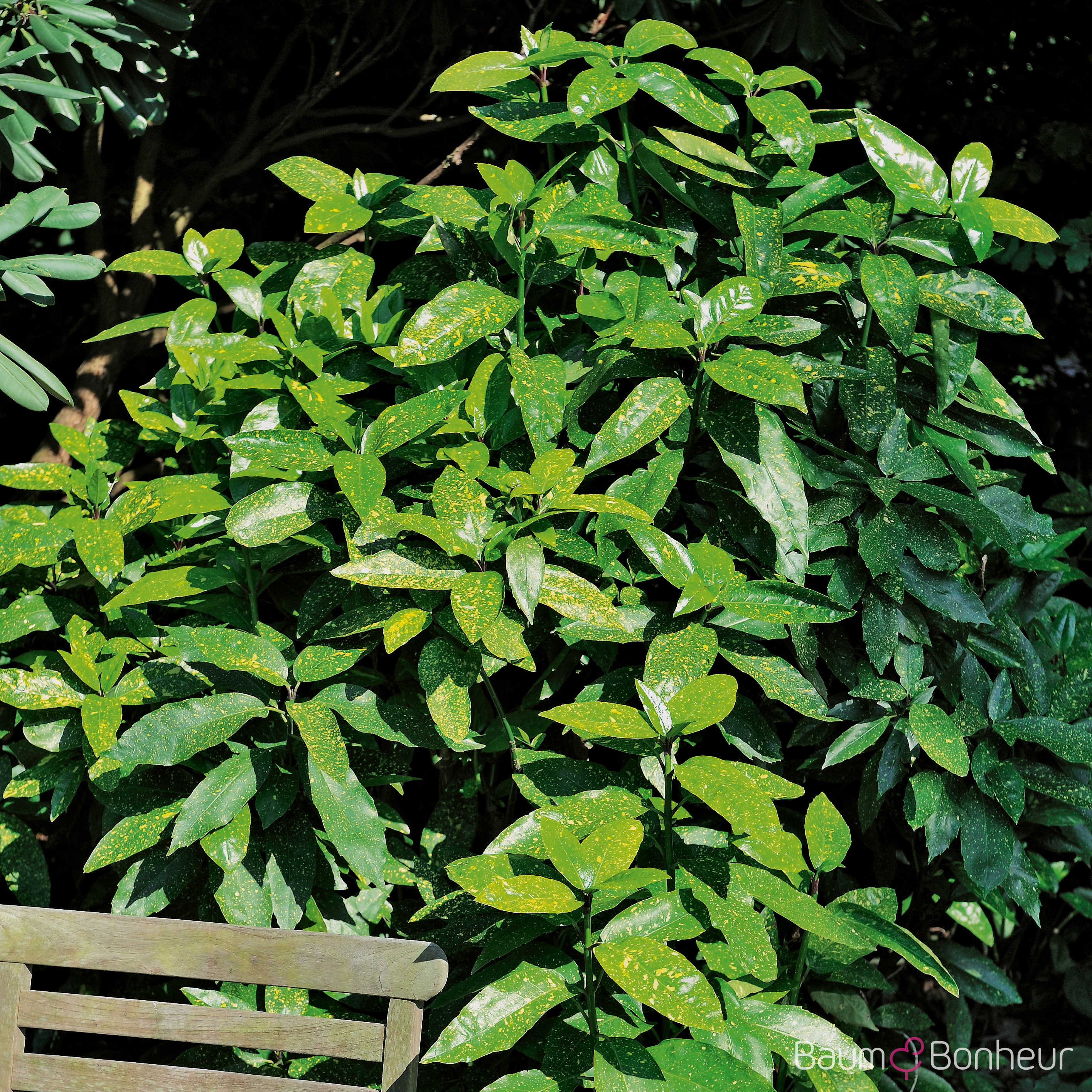 Aucuba japonica 'Variegata'