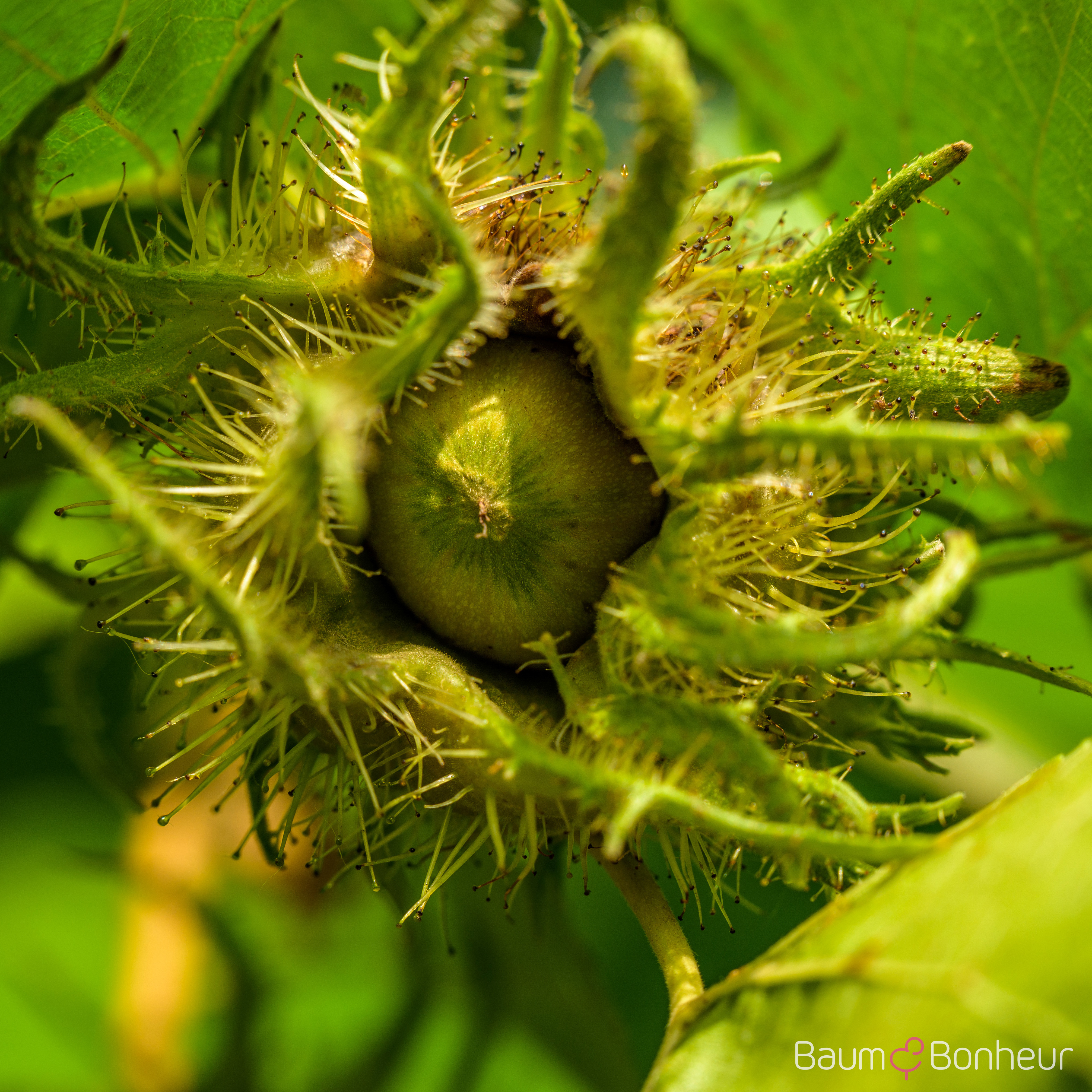 Corylus avellana
