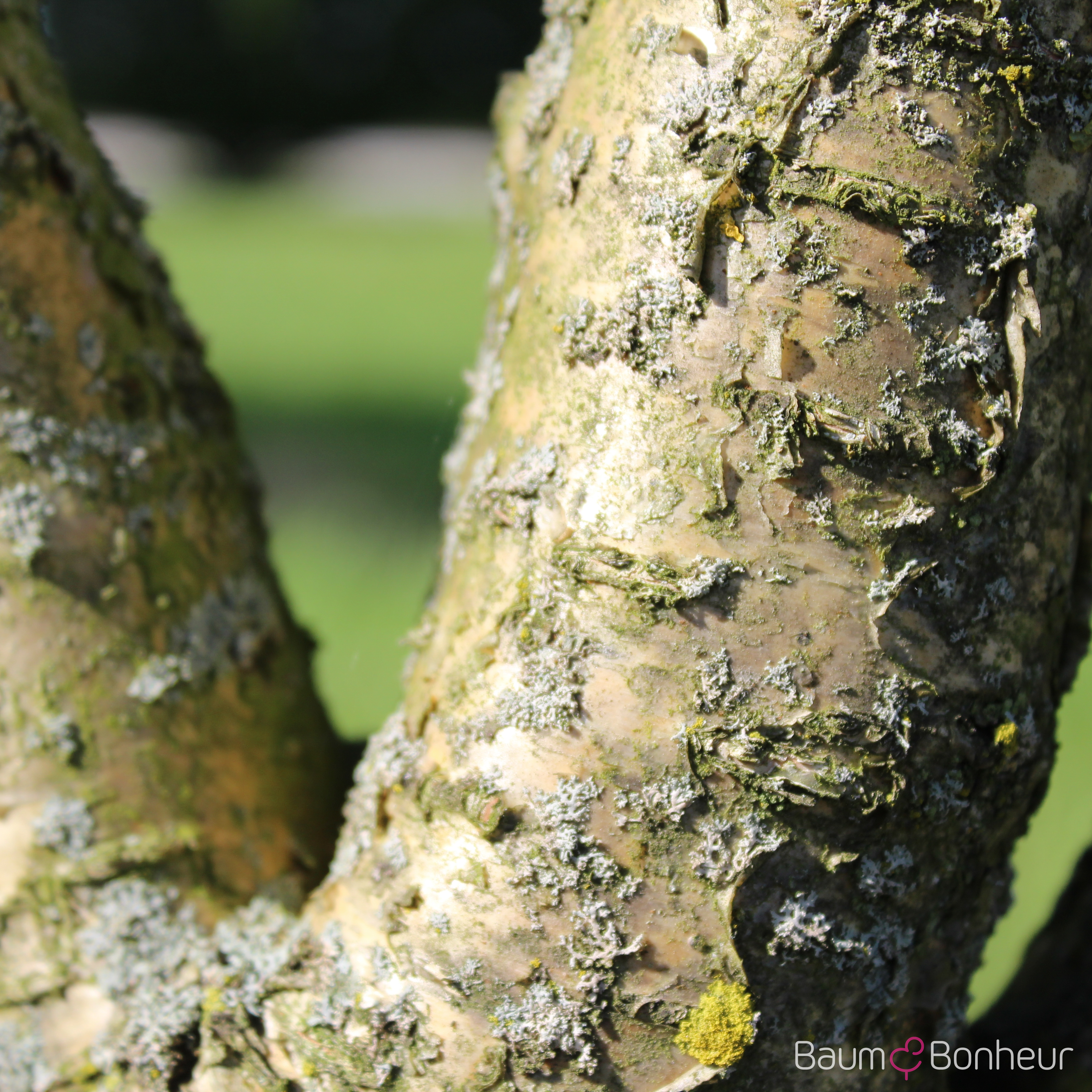 Betula medwediewii