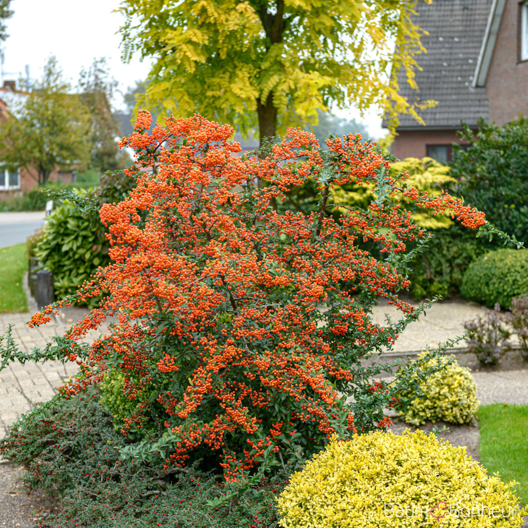 Pyracantha 'Orange Glow'