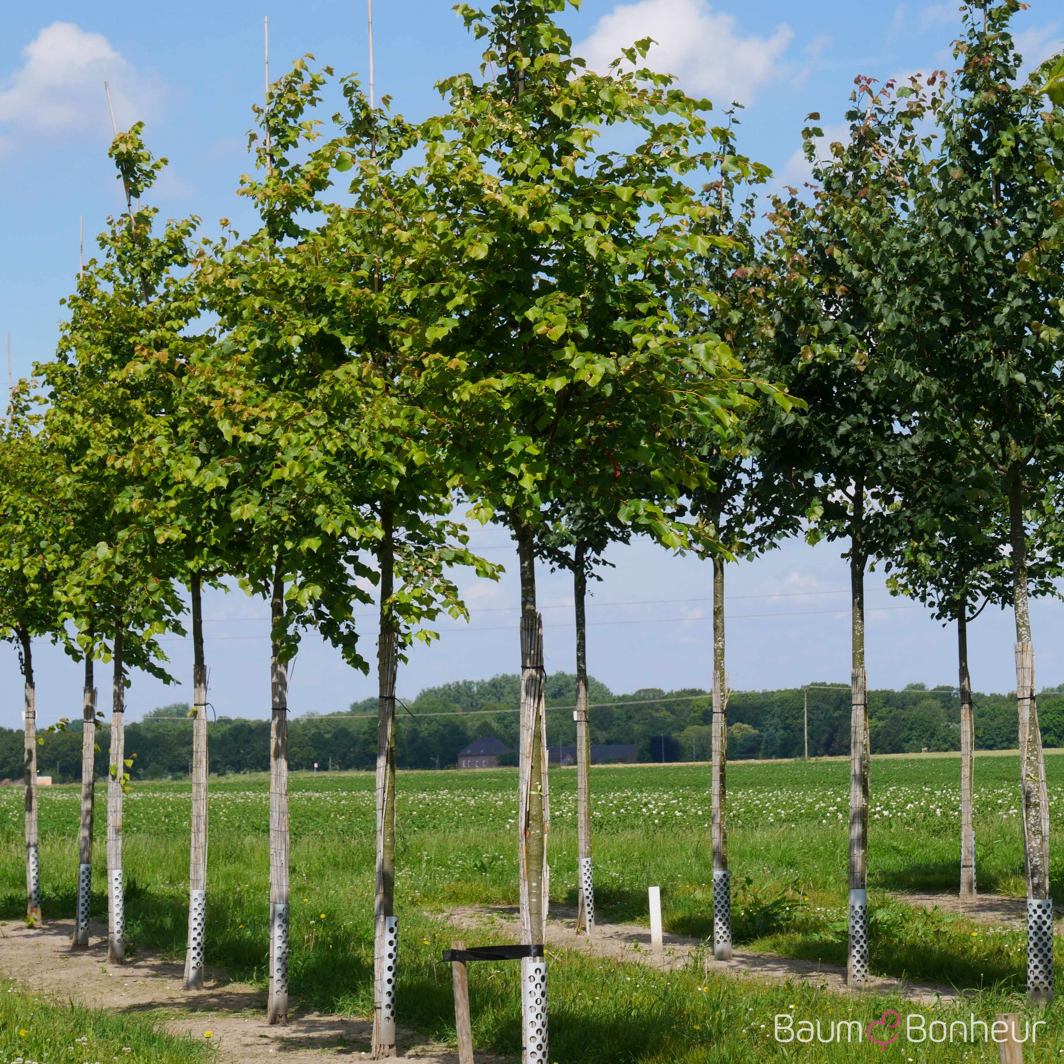 Tilia cordata 'Winter Orange'