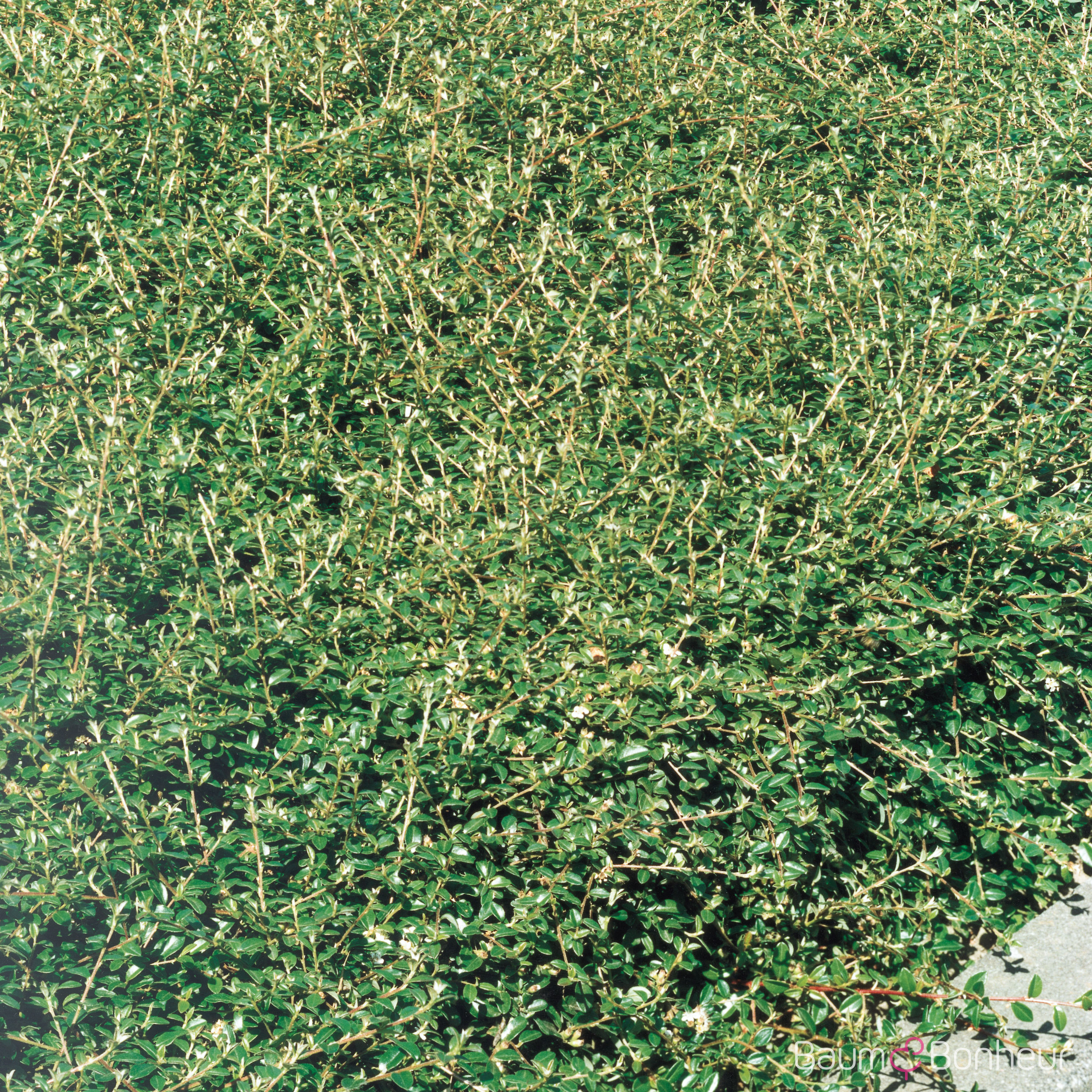 Cotoneaster x suecicus 'Coral Beauty'
