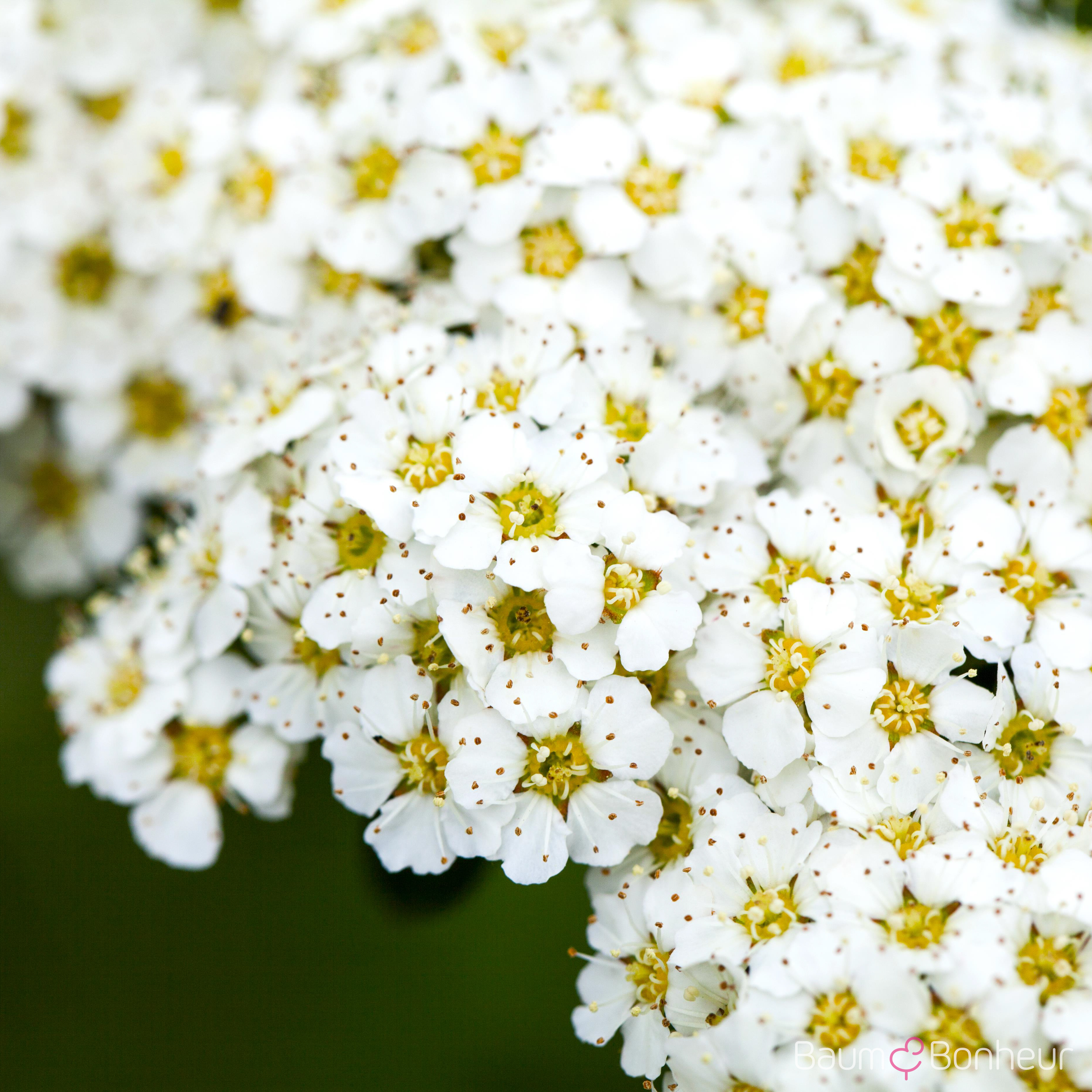 Spiraea x arguta