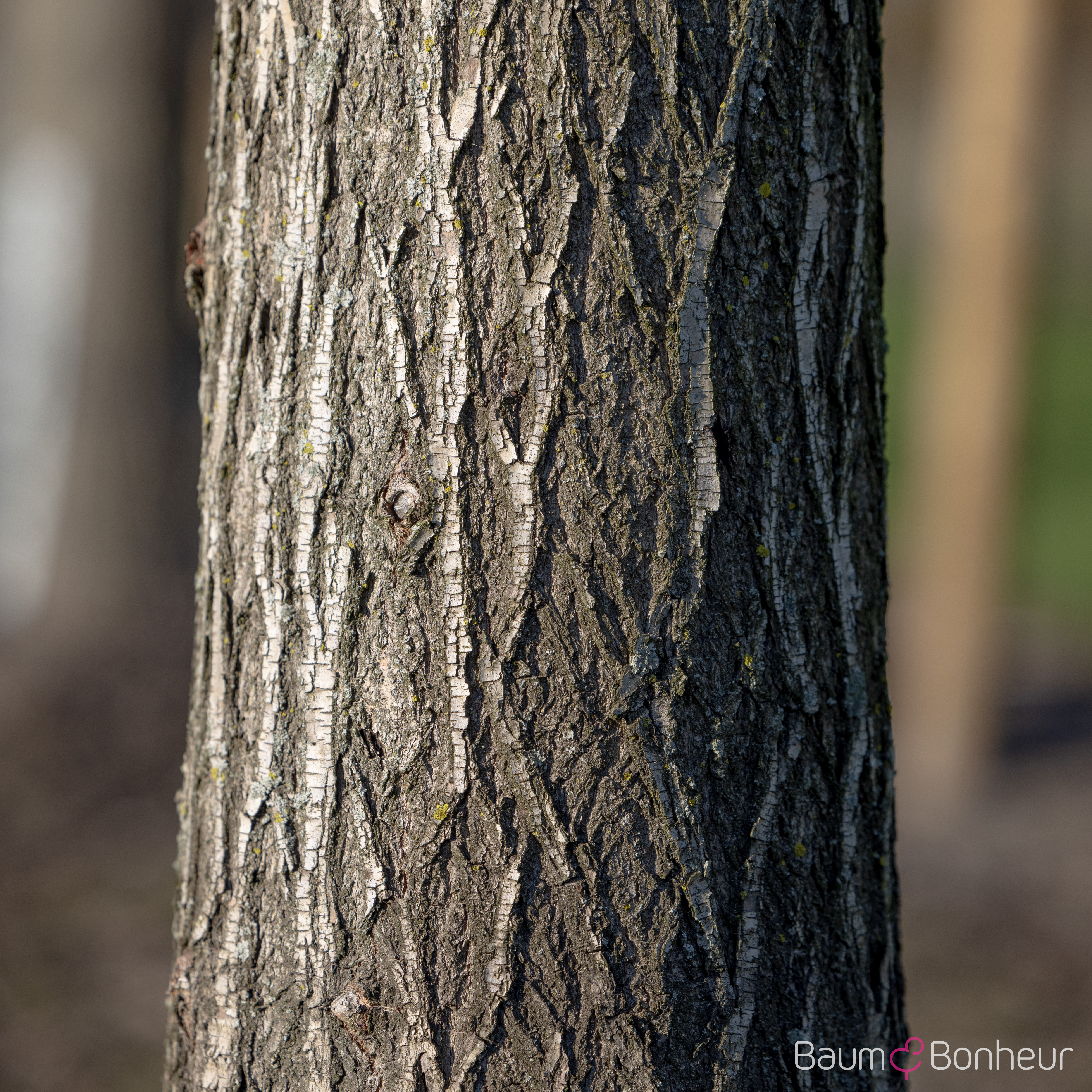 Salix alba 'Chermesina'