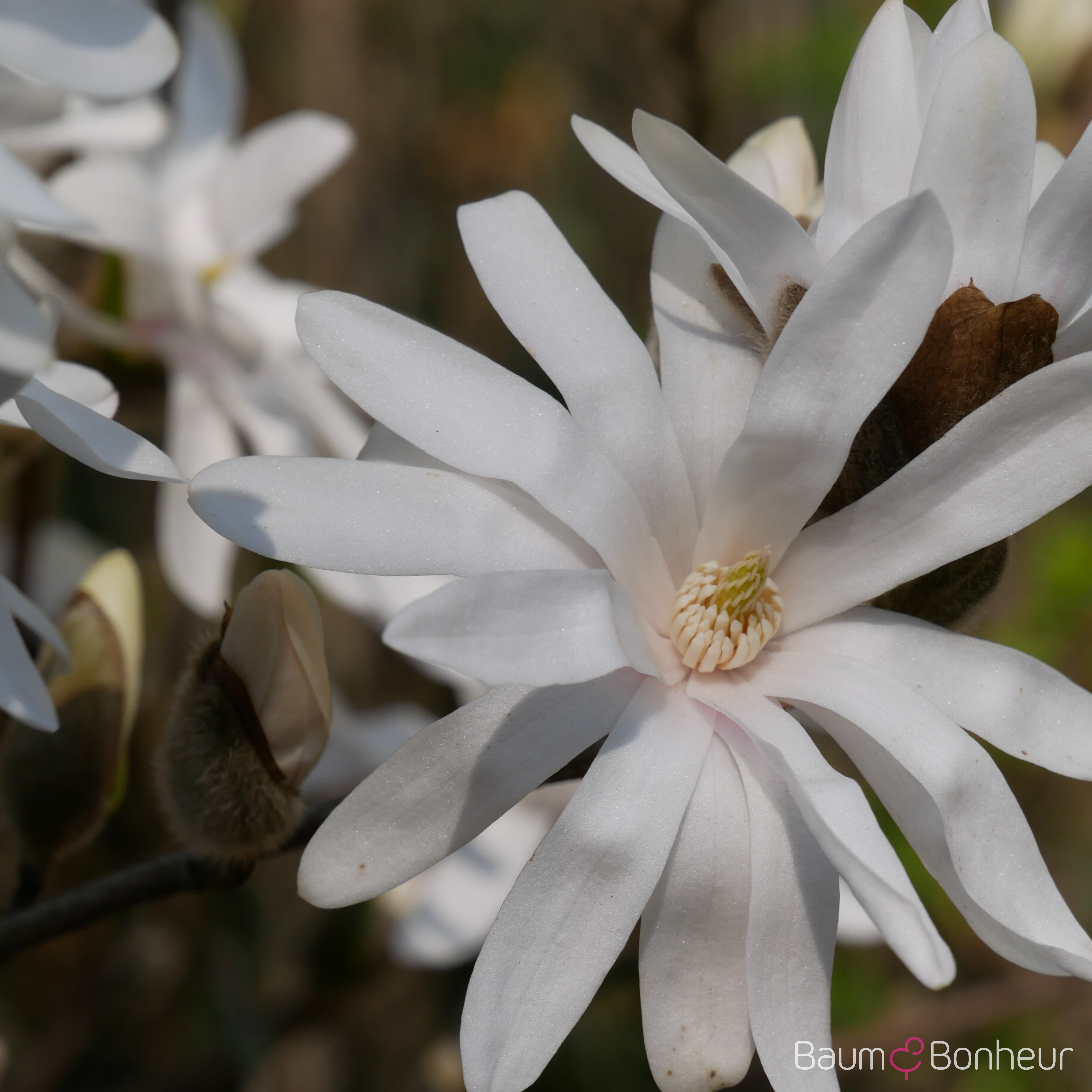 Magnolia stellata