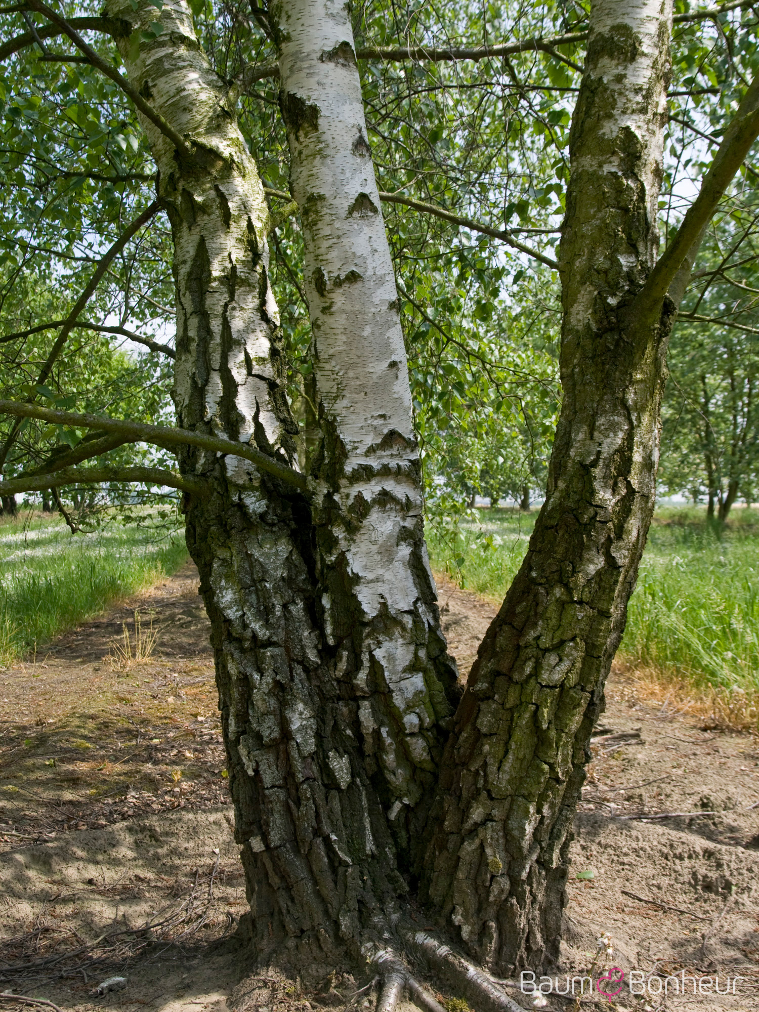 Betula pendula