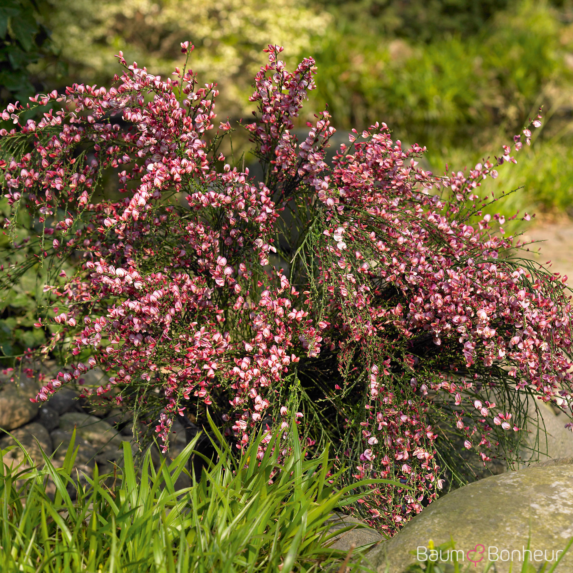 Cytisus praecox 'Hollandia'