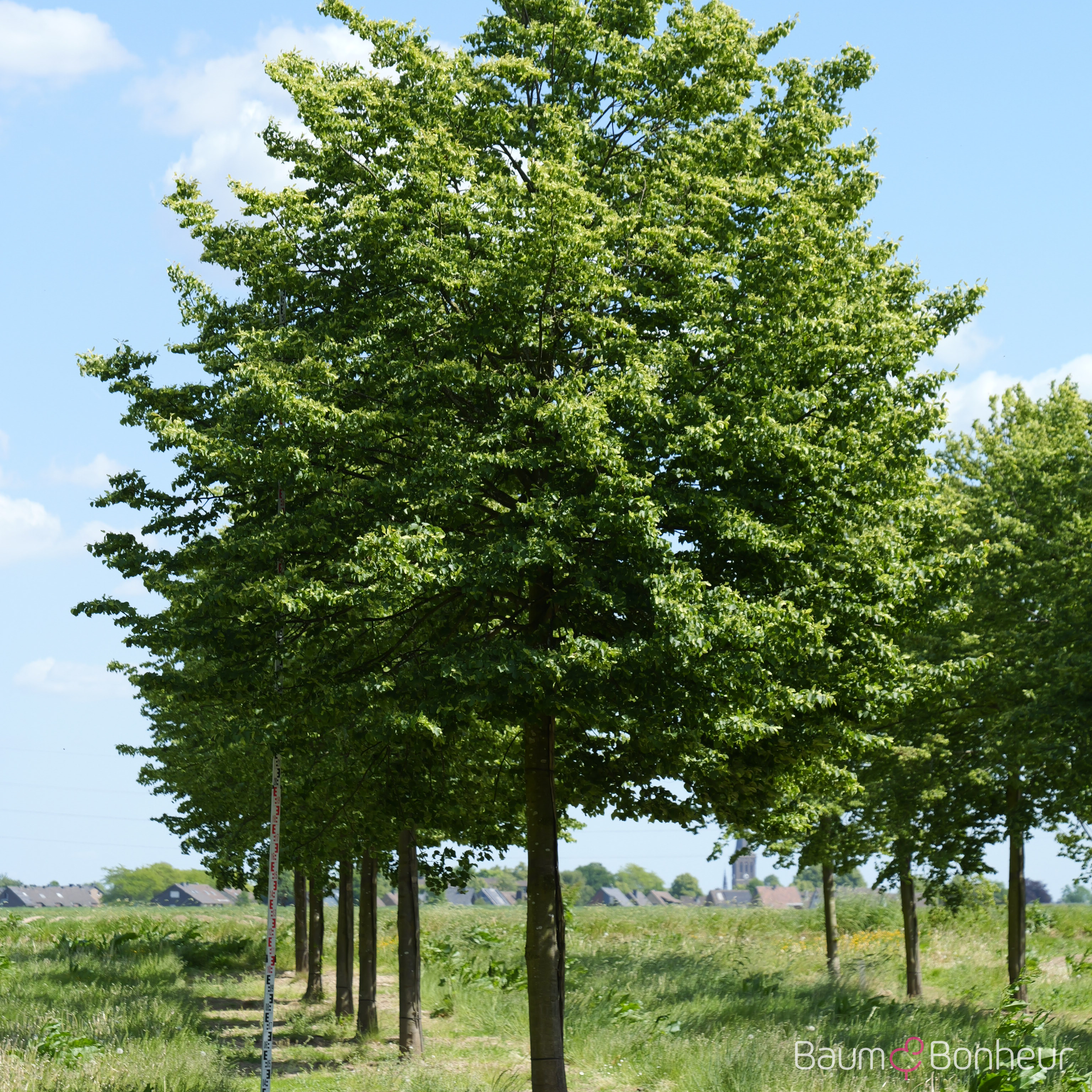 Tilia cordata 'Erecta'