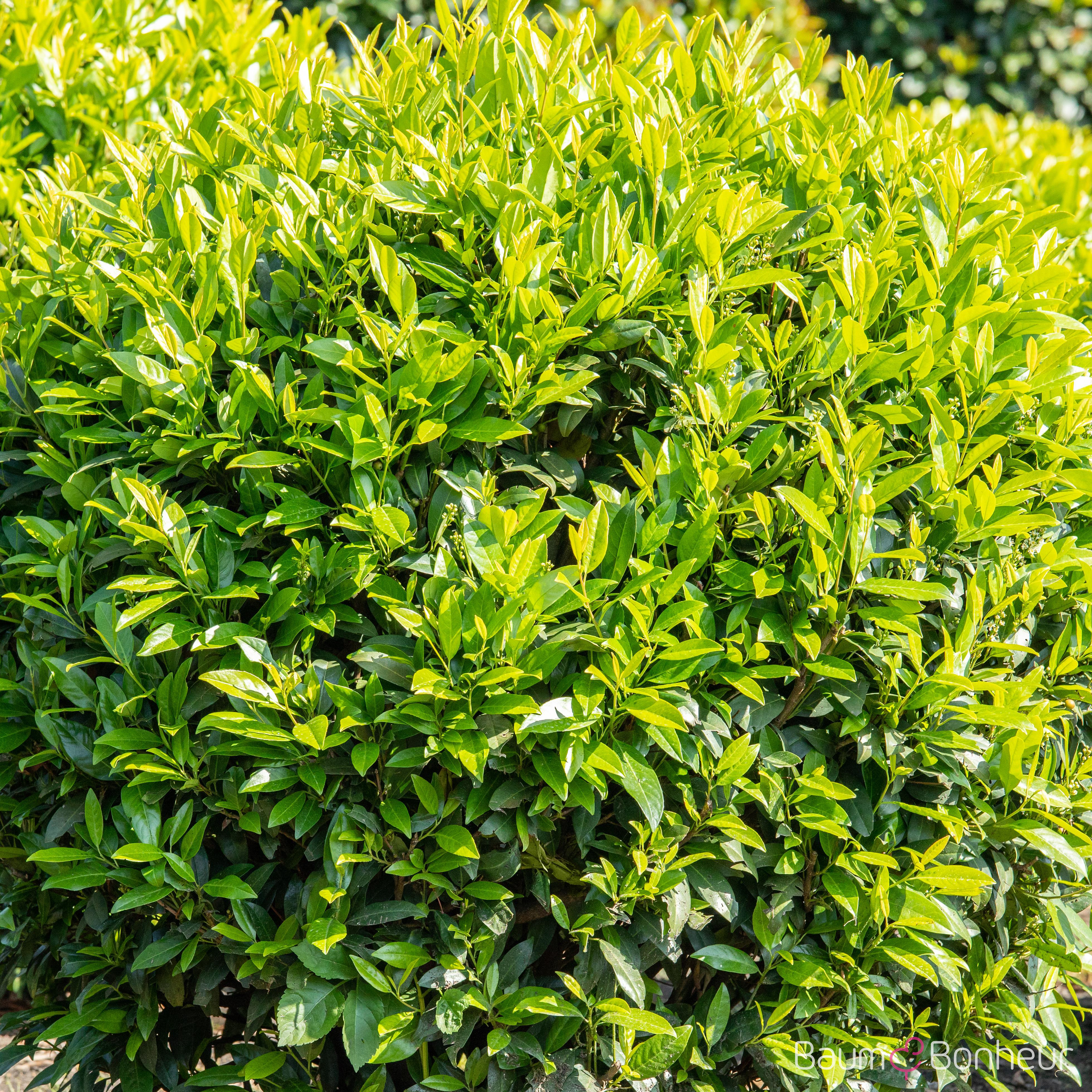 Prunus laurocerasus 'Caucasica'
