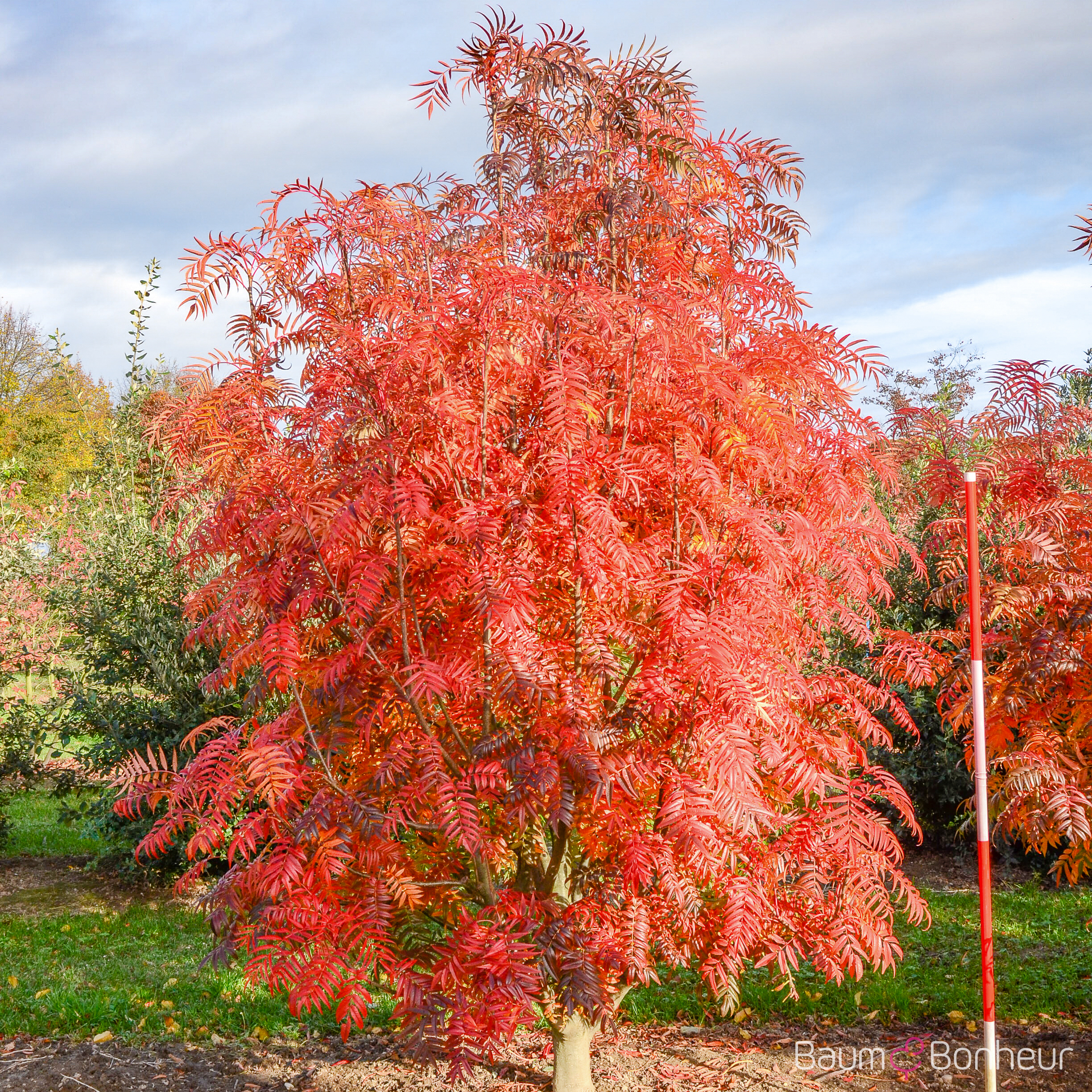Sorbus 'Dodong'
