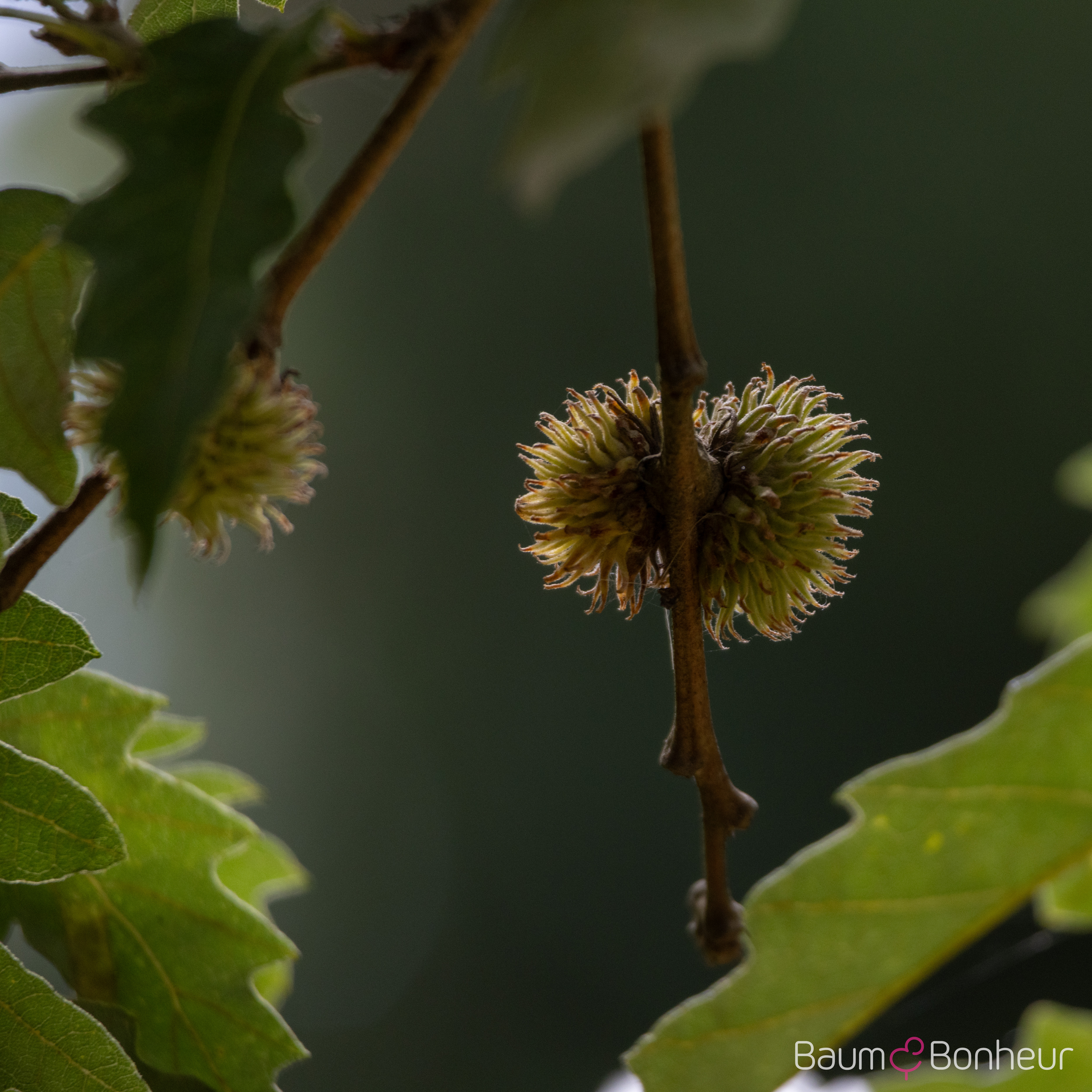 Quercus cerris