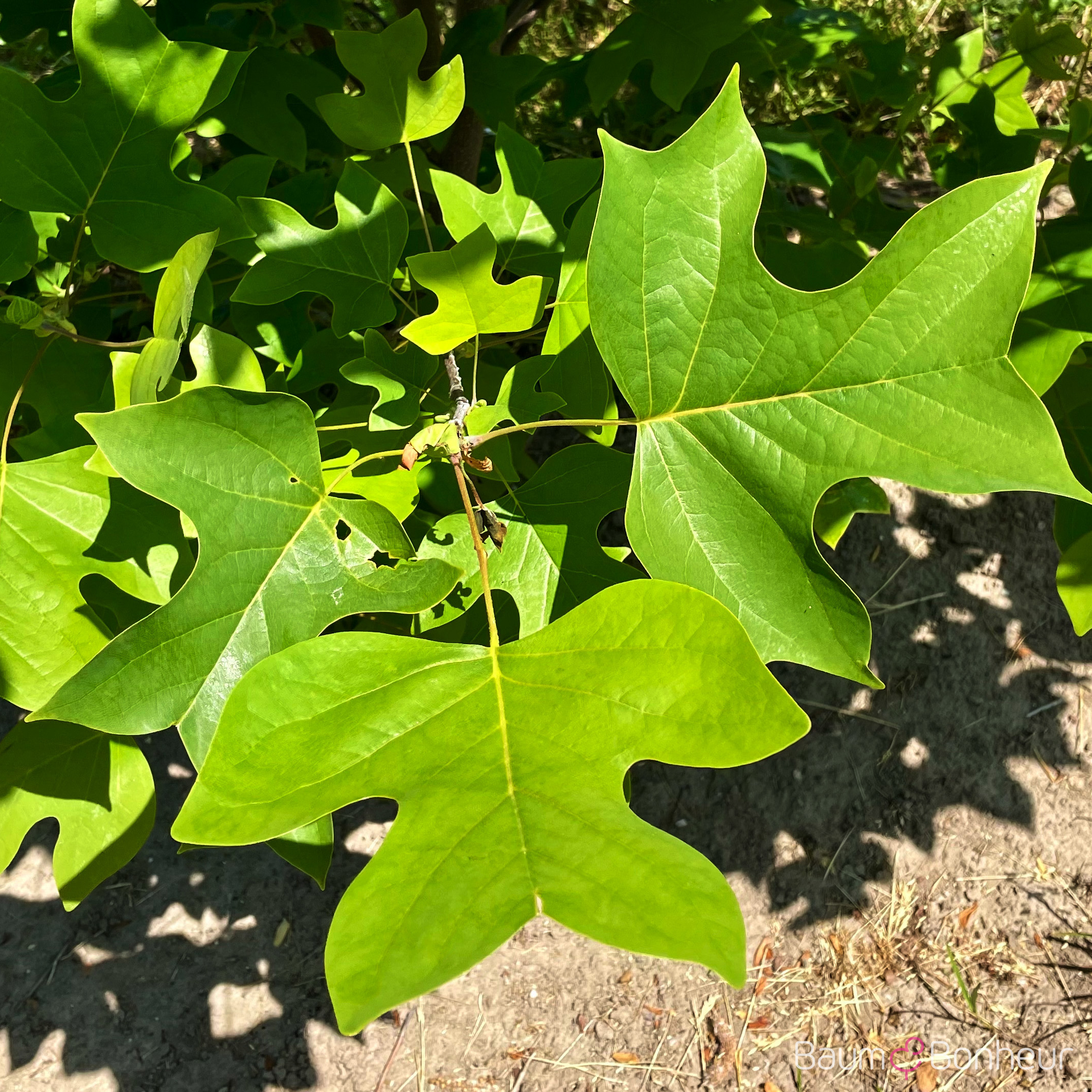 Liriodendron chinense