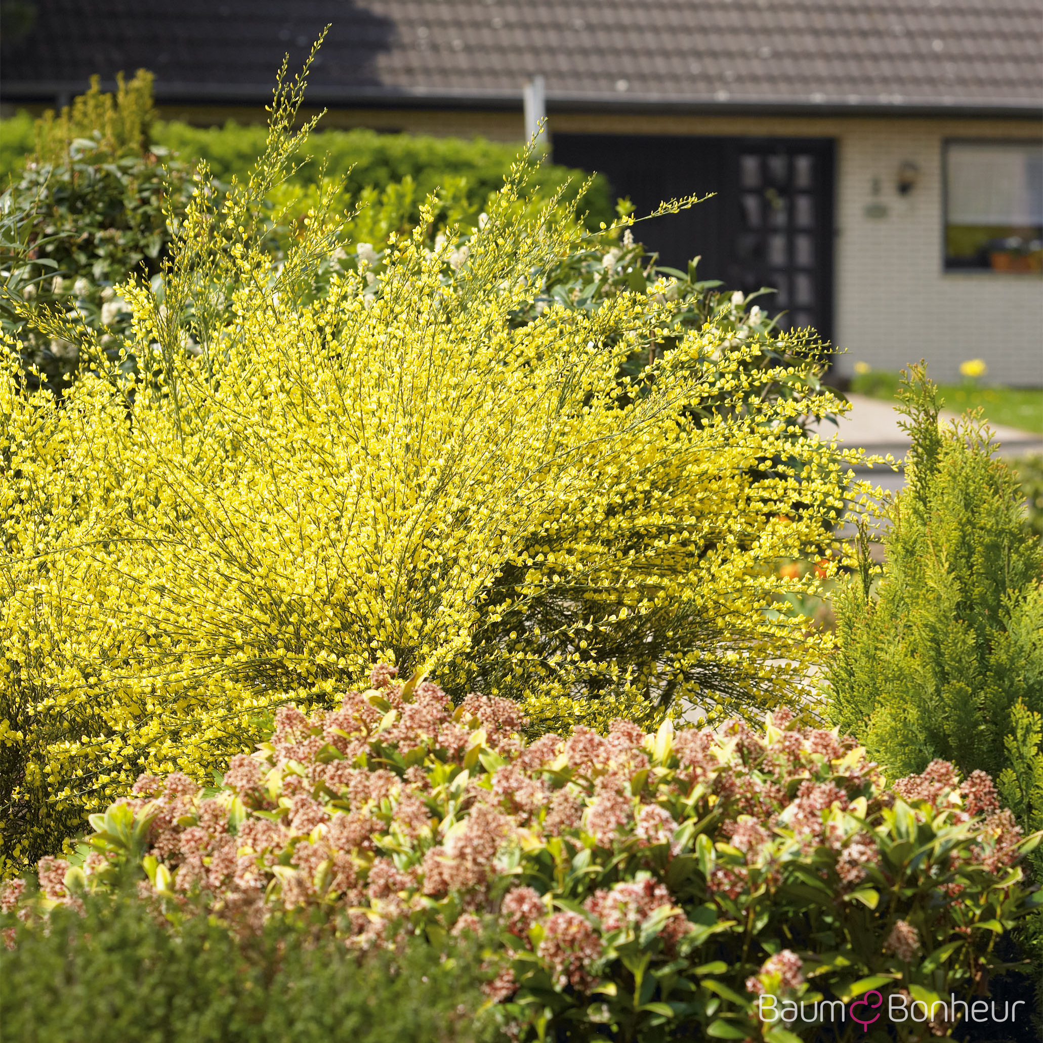 Cytisus praecox 'Allgold'