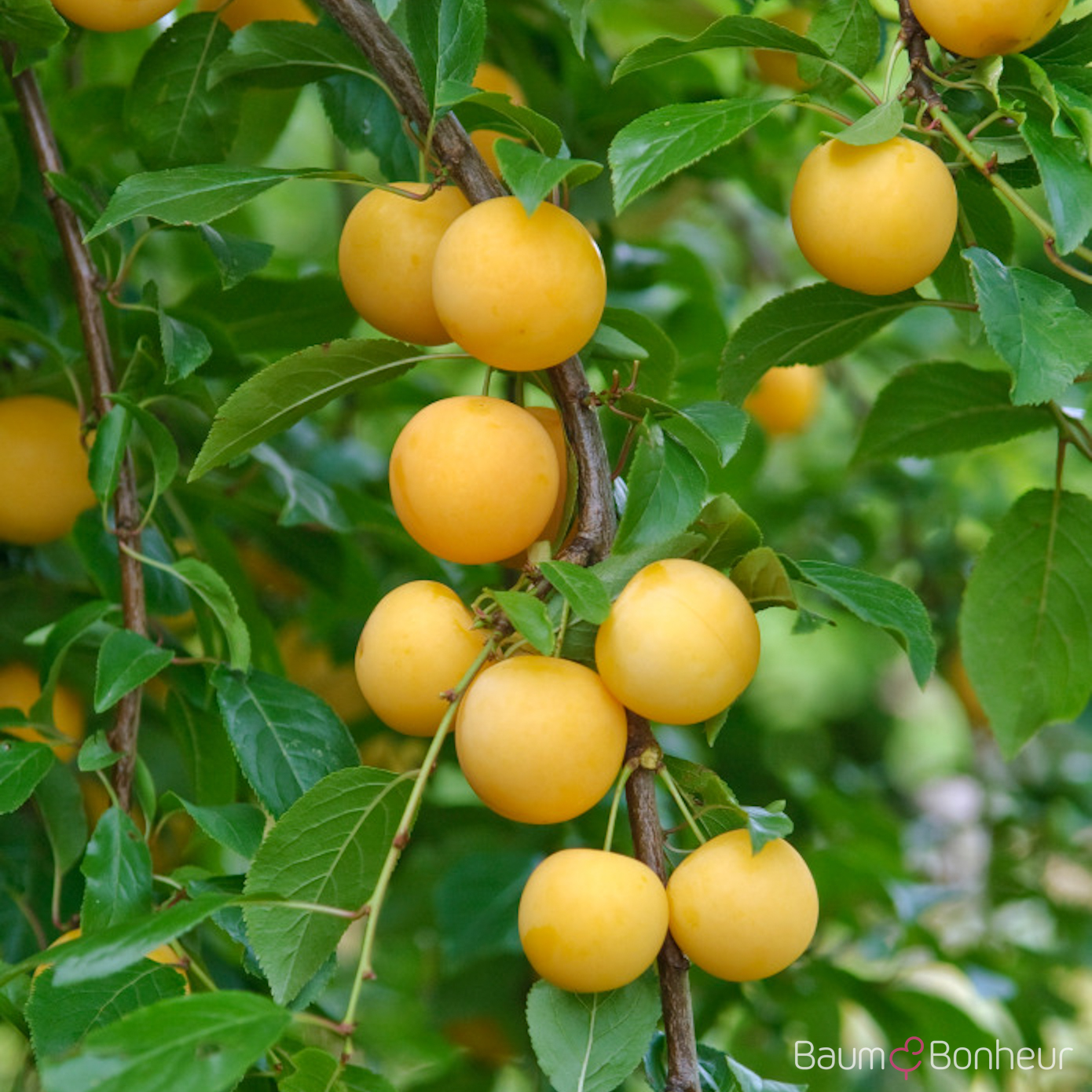 Prunus cerasifera