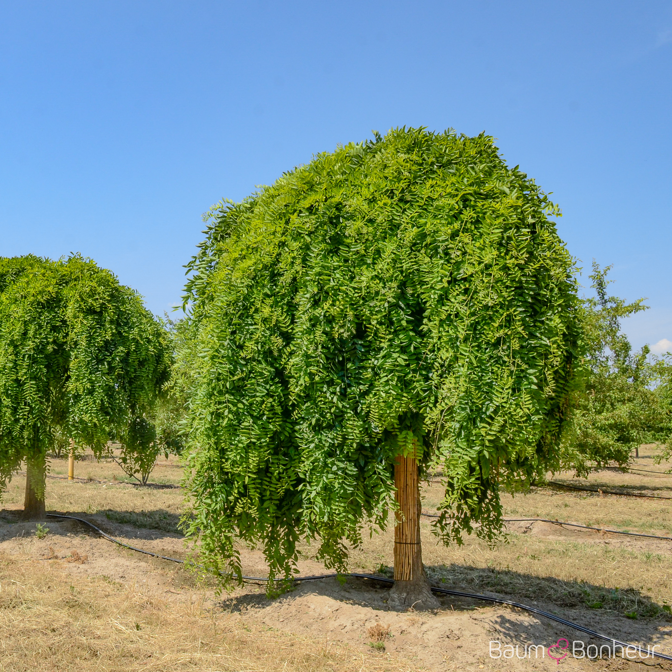 Sophora japonica 'Pendula'
