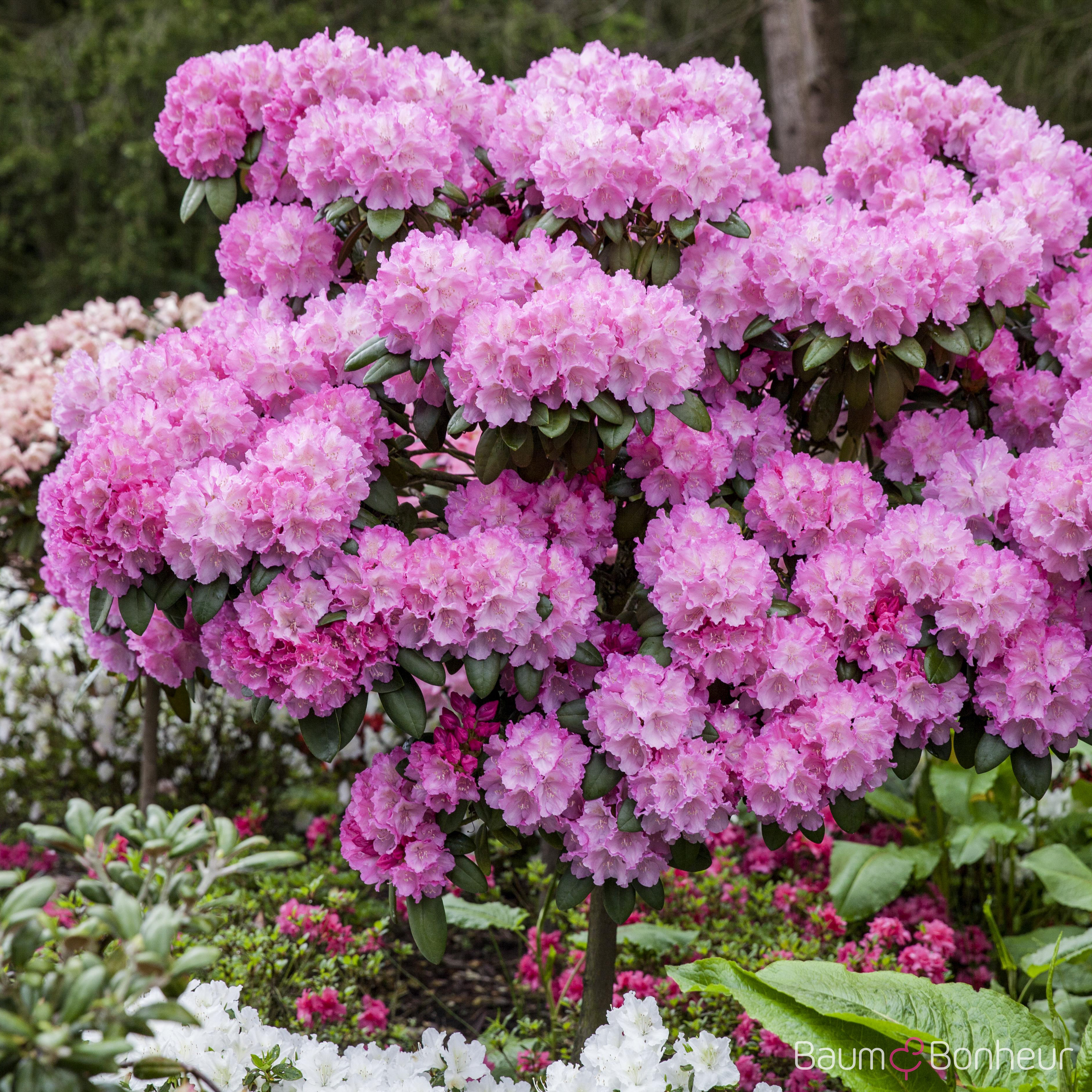 Rhododendron yakushimanum 'Polaris'