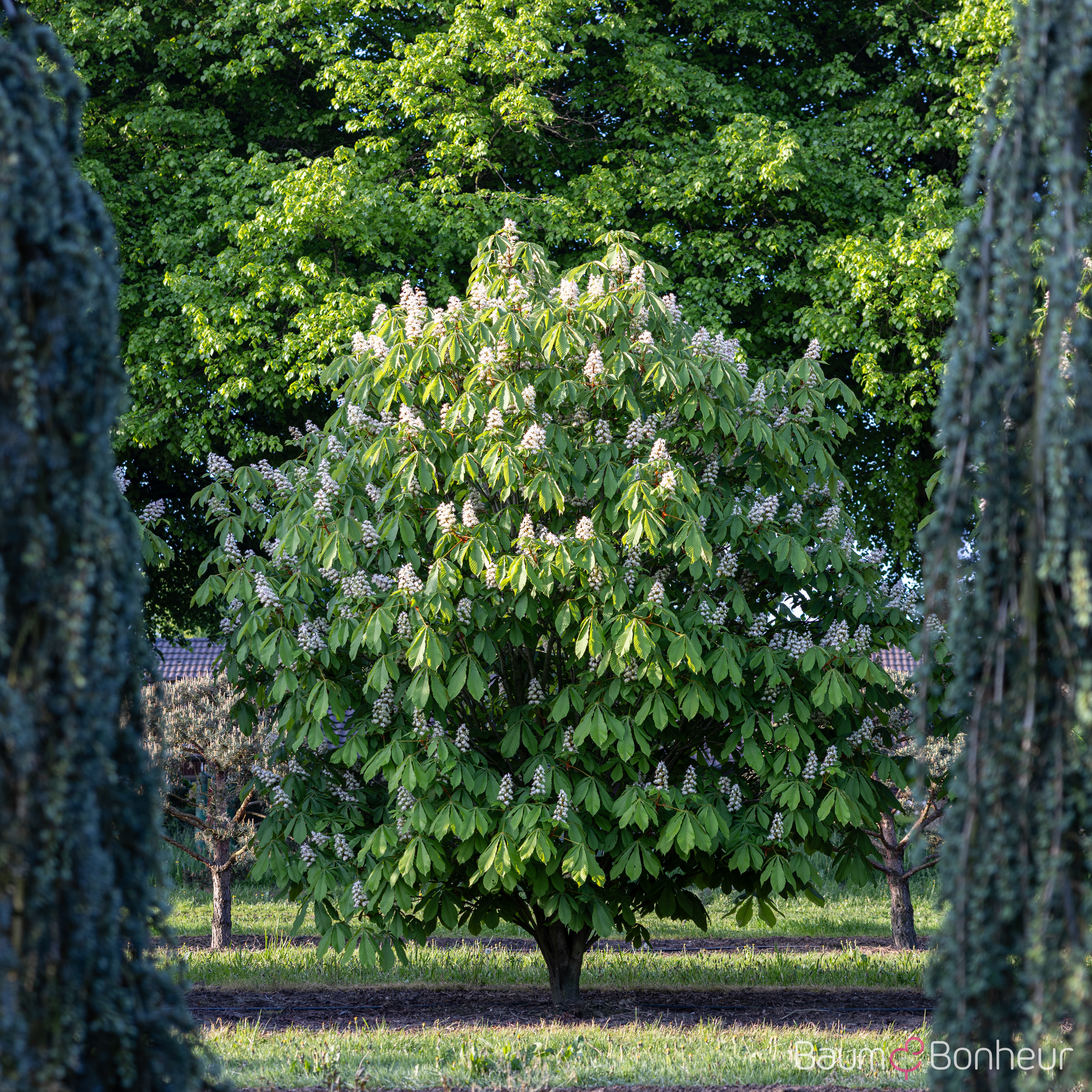 Aesculus hippocastanum 'Pyramidalis'