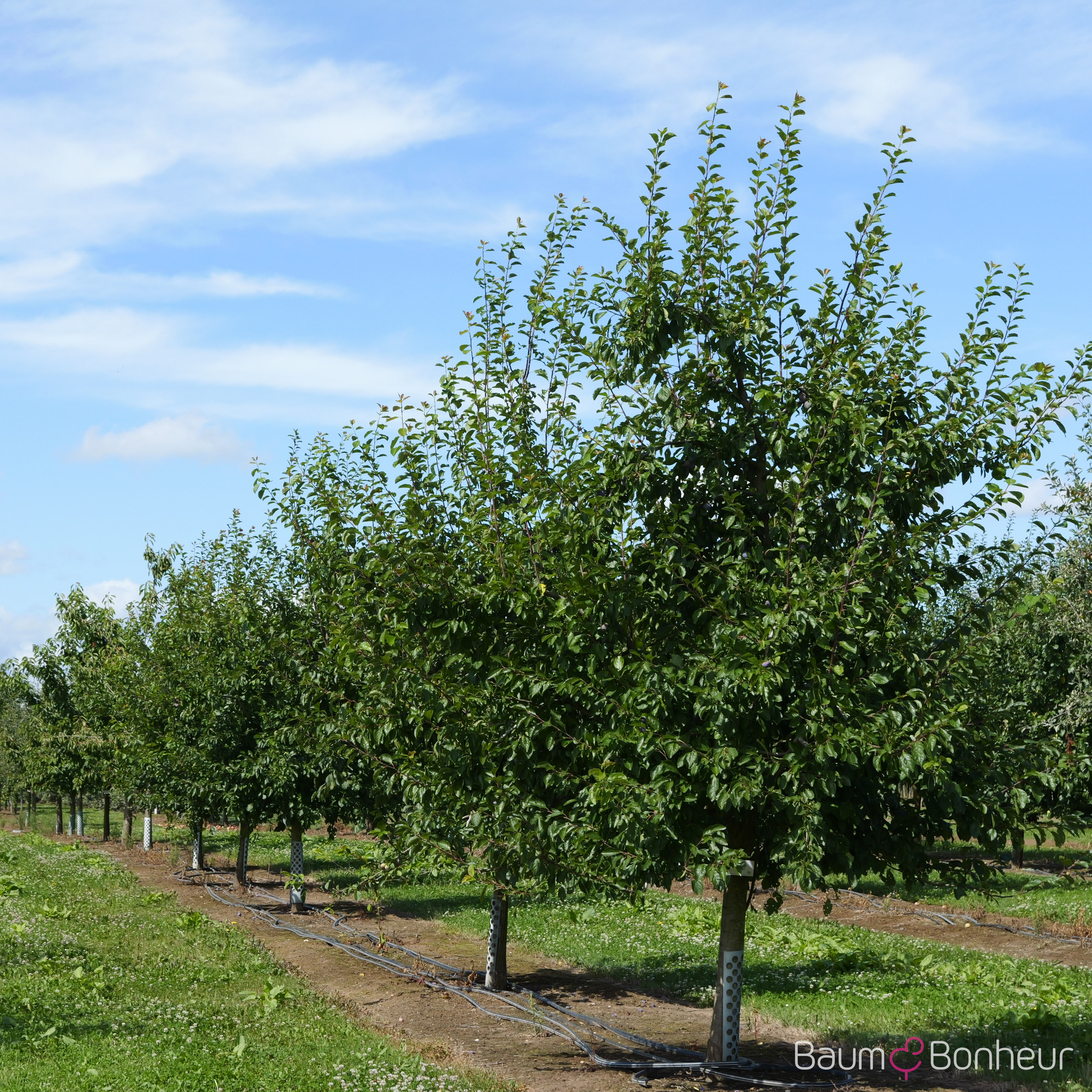 Prunus domestica 'Wangenheims Frühzwetsche'