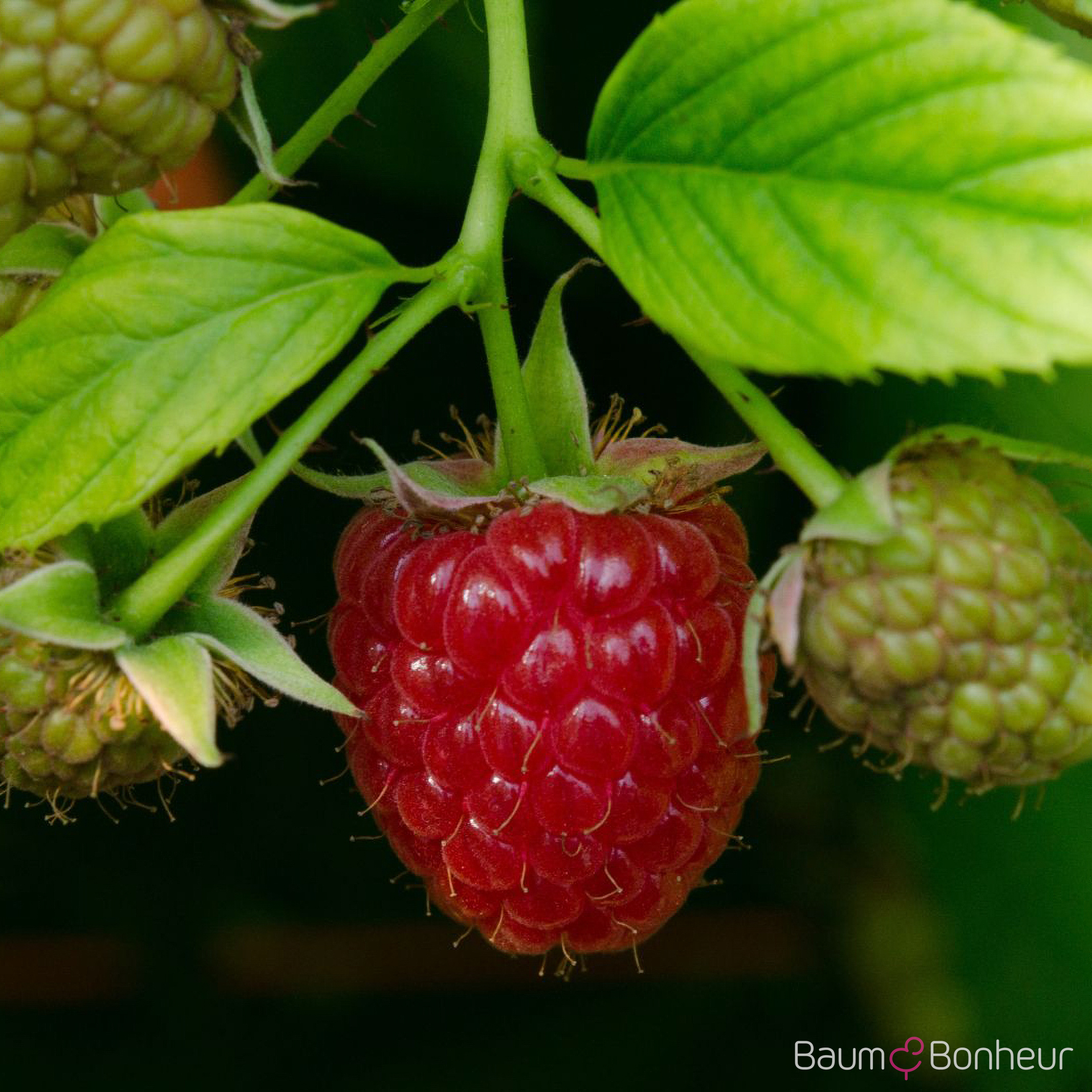 Rubus idaeus 'Schönemann'