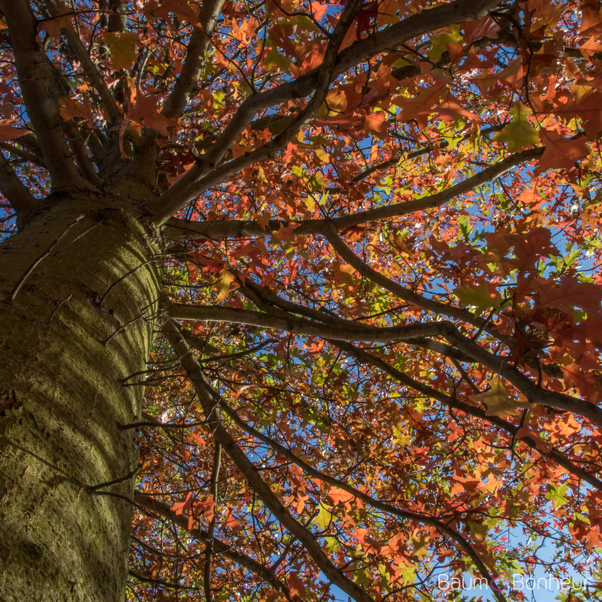 Quercus palustris