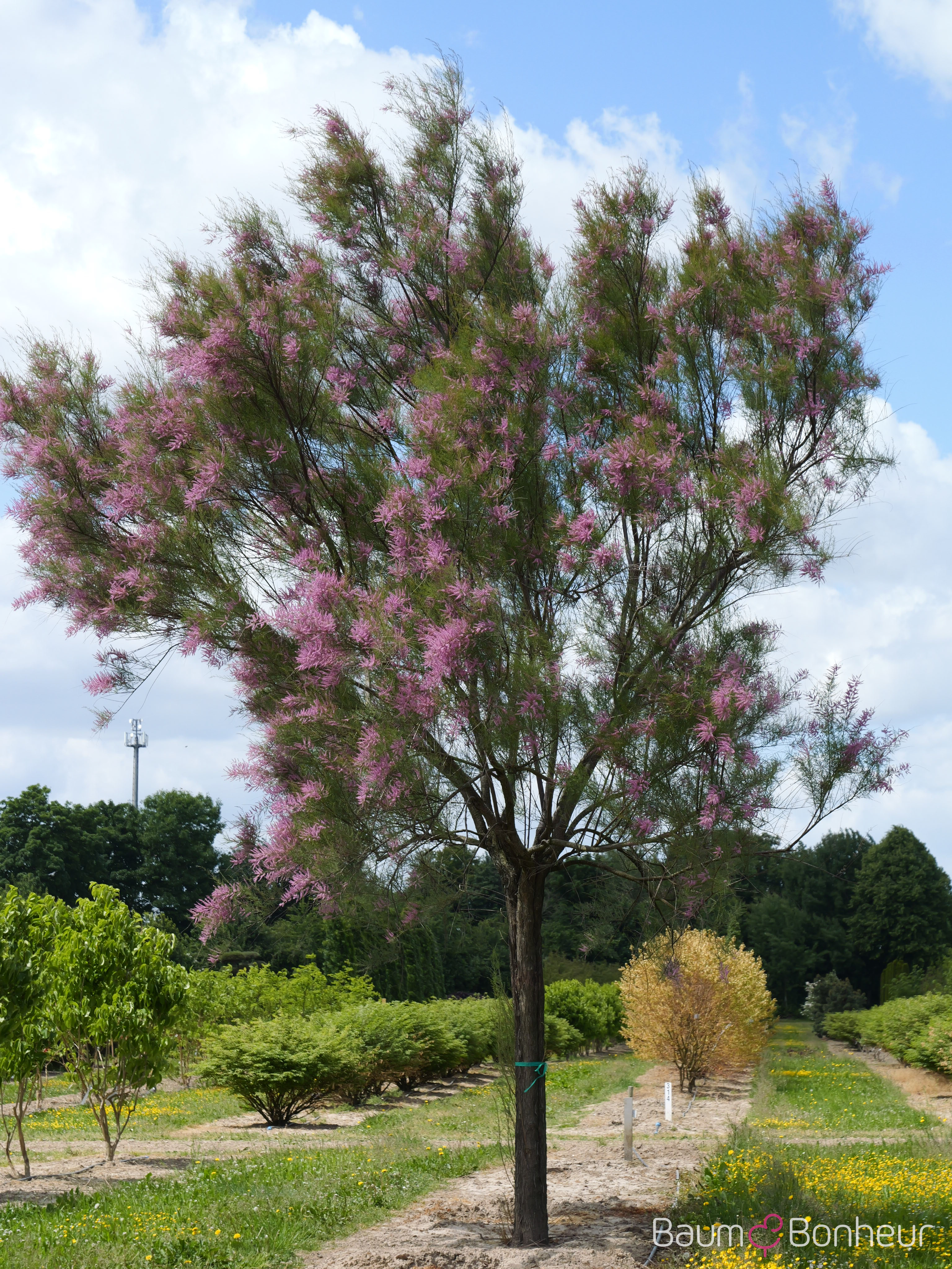 Tamarix parviflora
