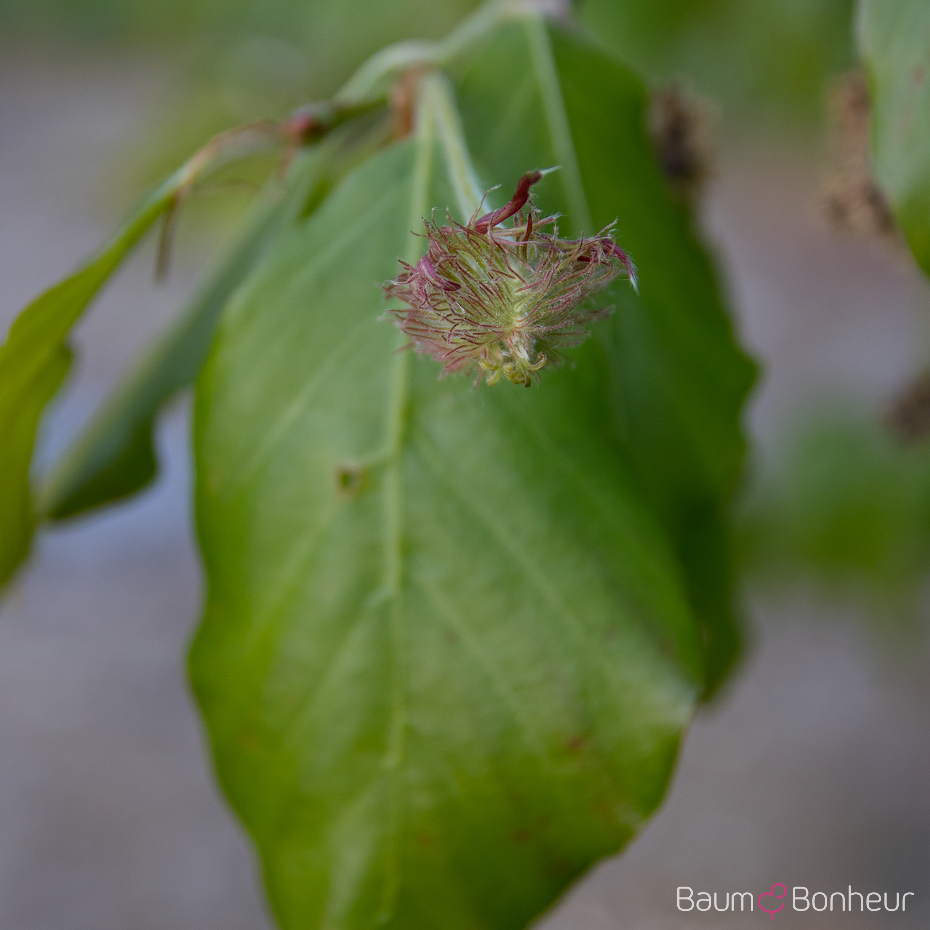 Fagus engleriana